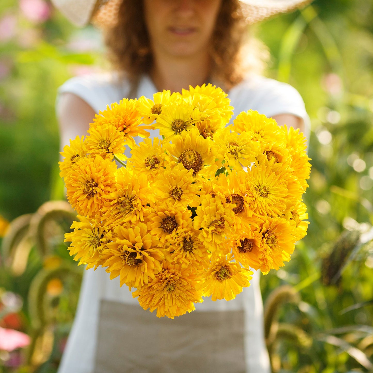 sungod zinnia