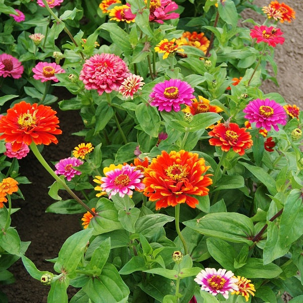 swirls zinnia 