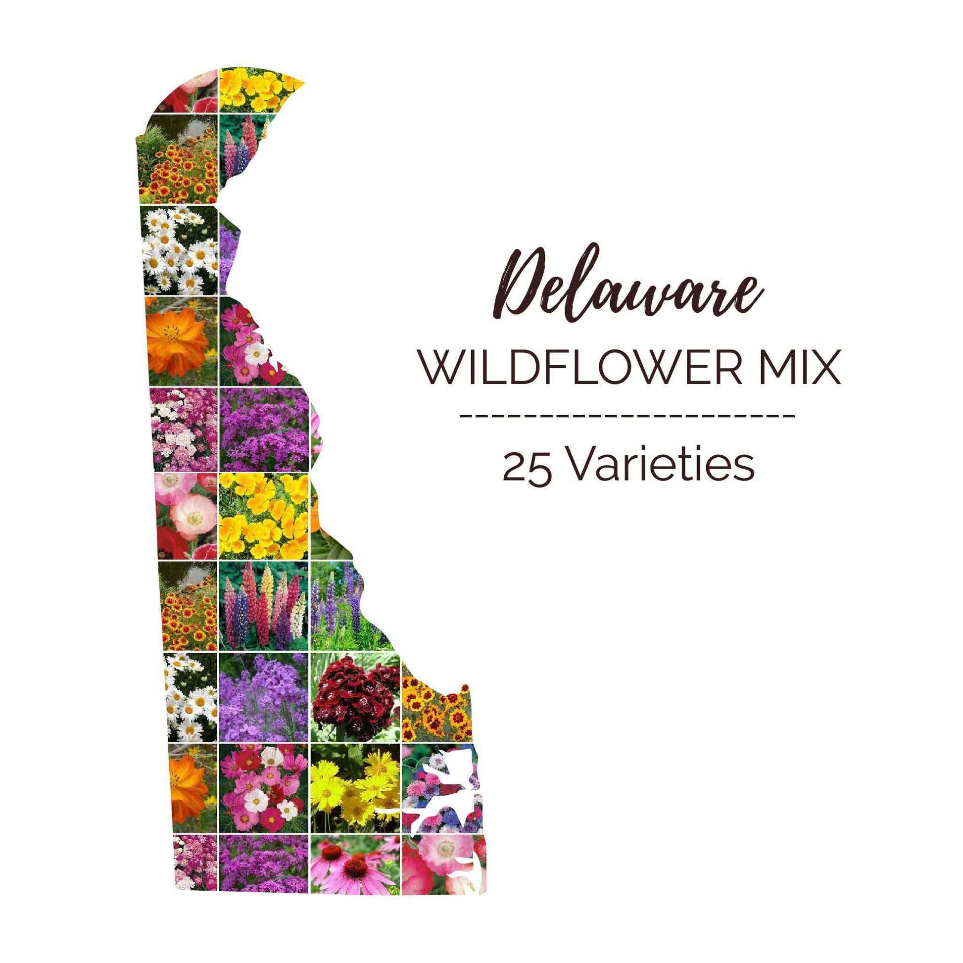 wildflower seeds sale Delaware Wildflower Seed Mix