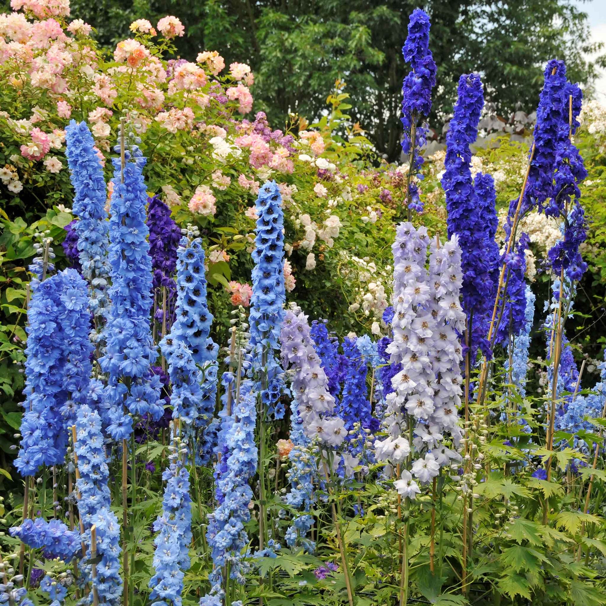 plant delphinium seeds Delphinium Seeds - Blue Mix | Bulk Flower Seeds