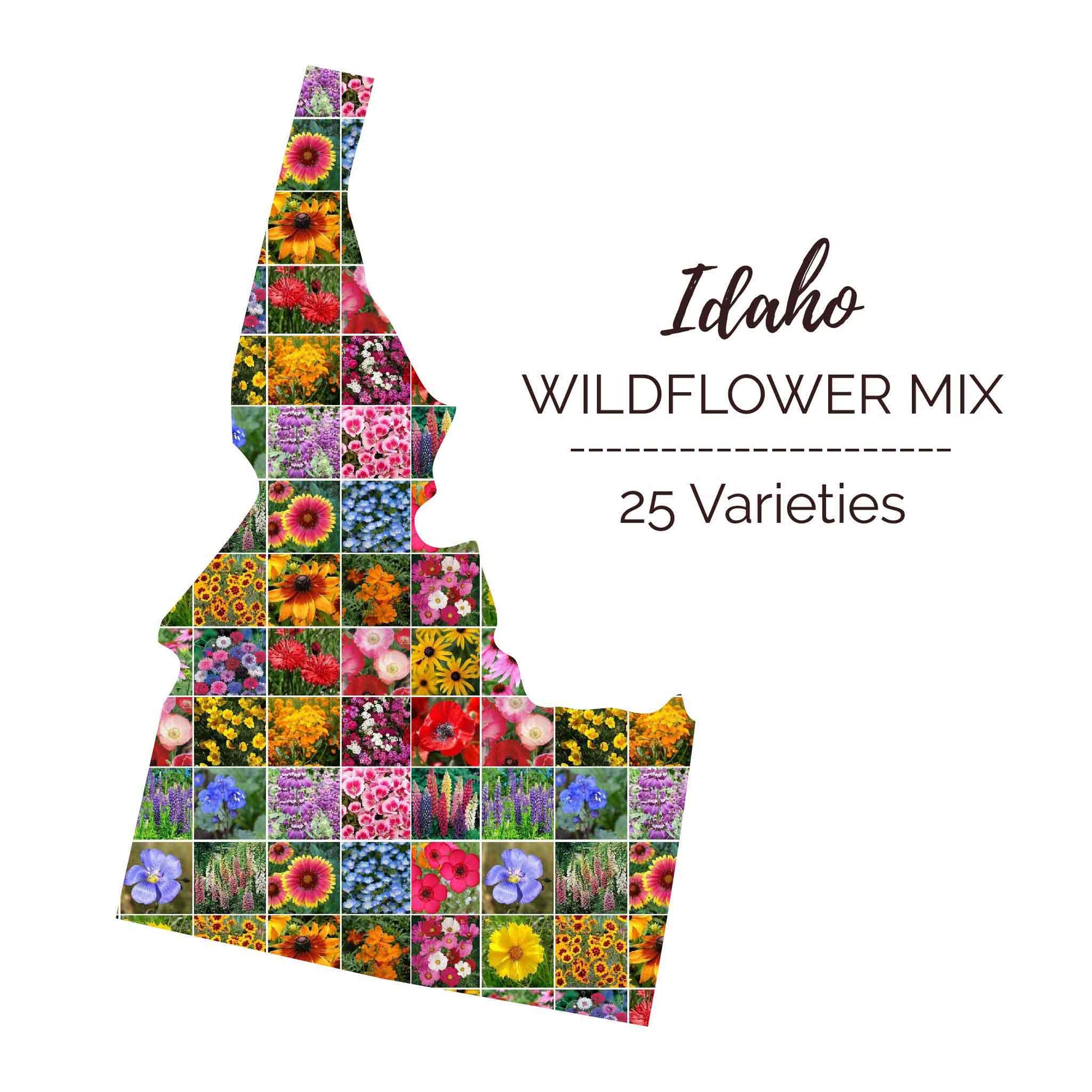 native flower seeds for sale Idaho Wildflower Seed Mix