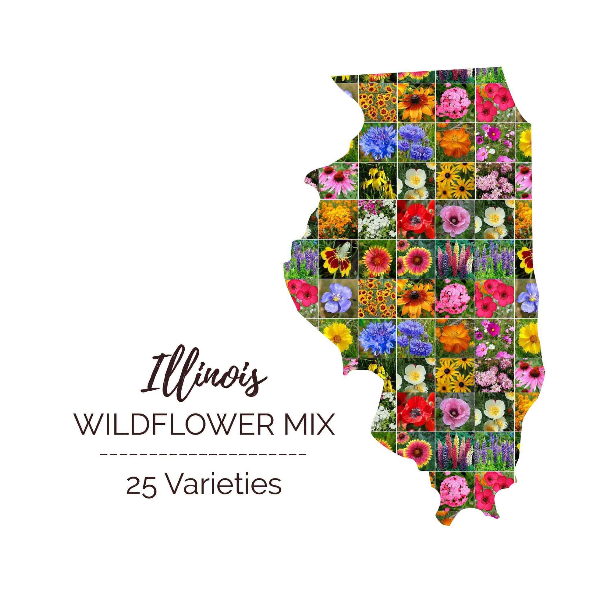 native wildflower seeds illinois Illinois Wildflower Seed Mix