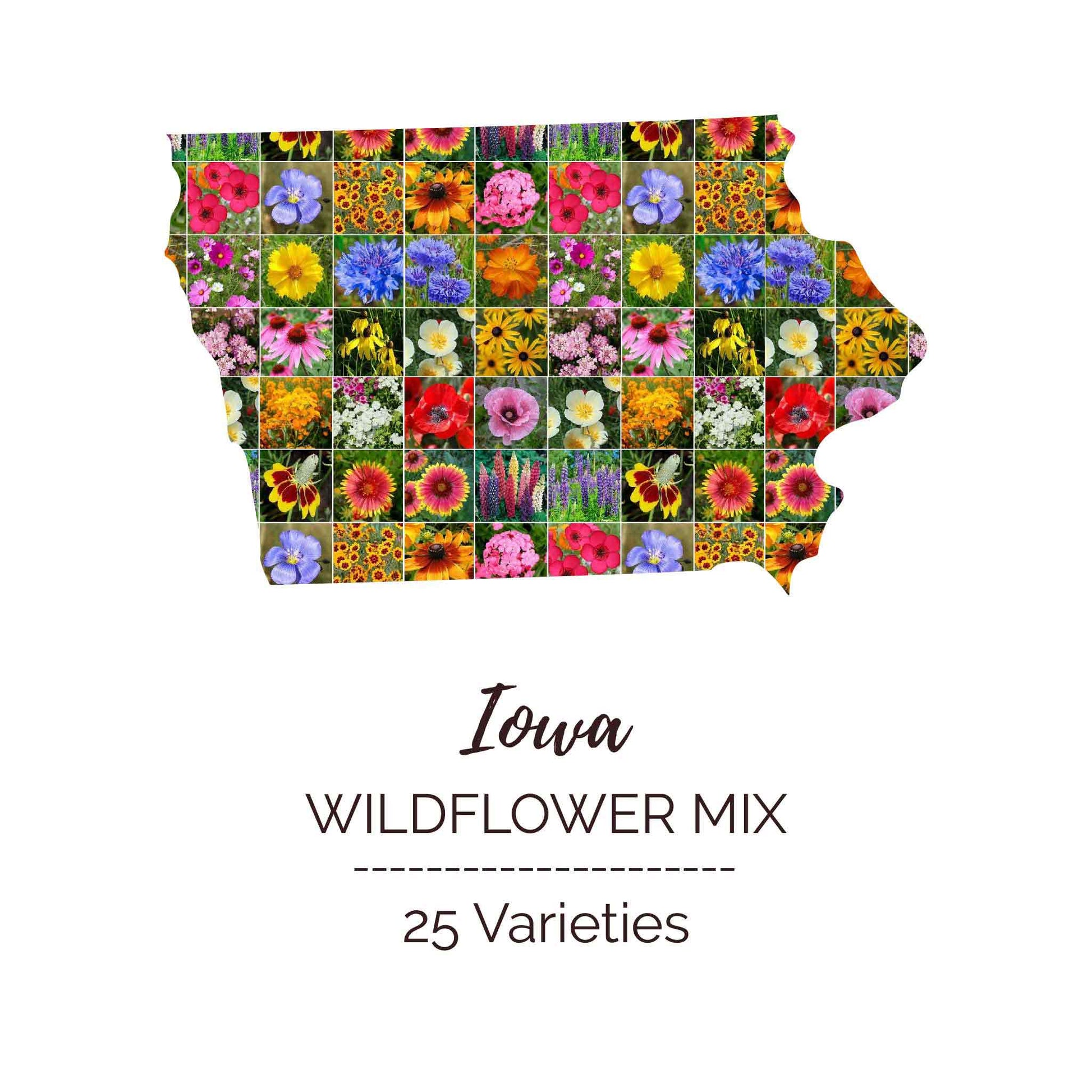 wildflower seed mix iowa Iowa Wildflower Seed Mix