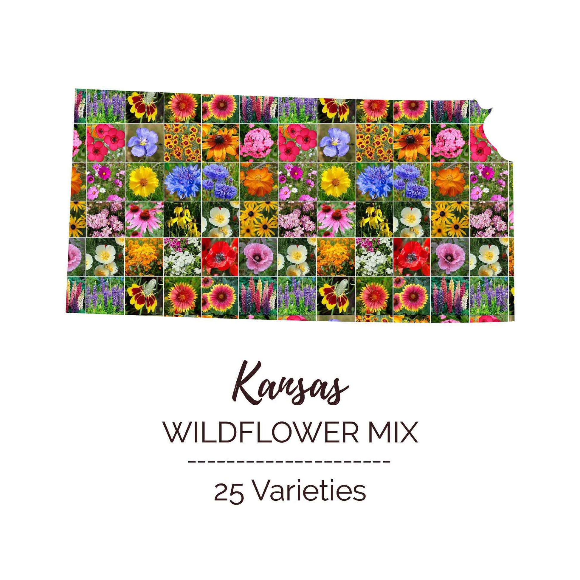 wildflower seeds kansas Bulk Kansas Wildflower Seed Mix
