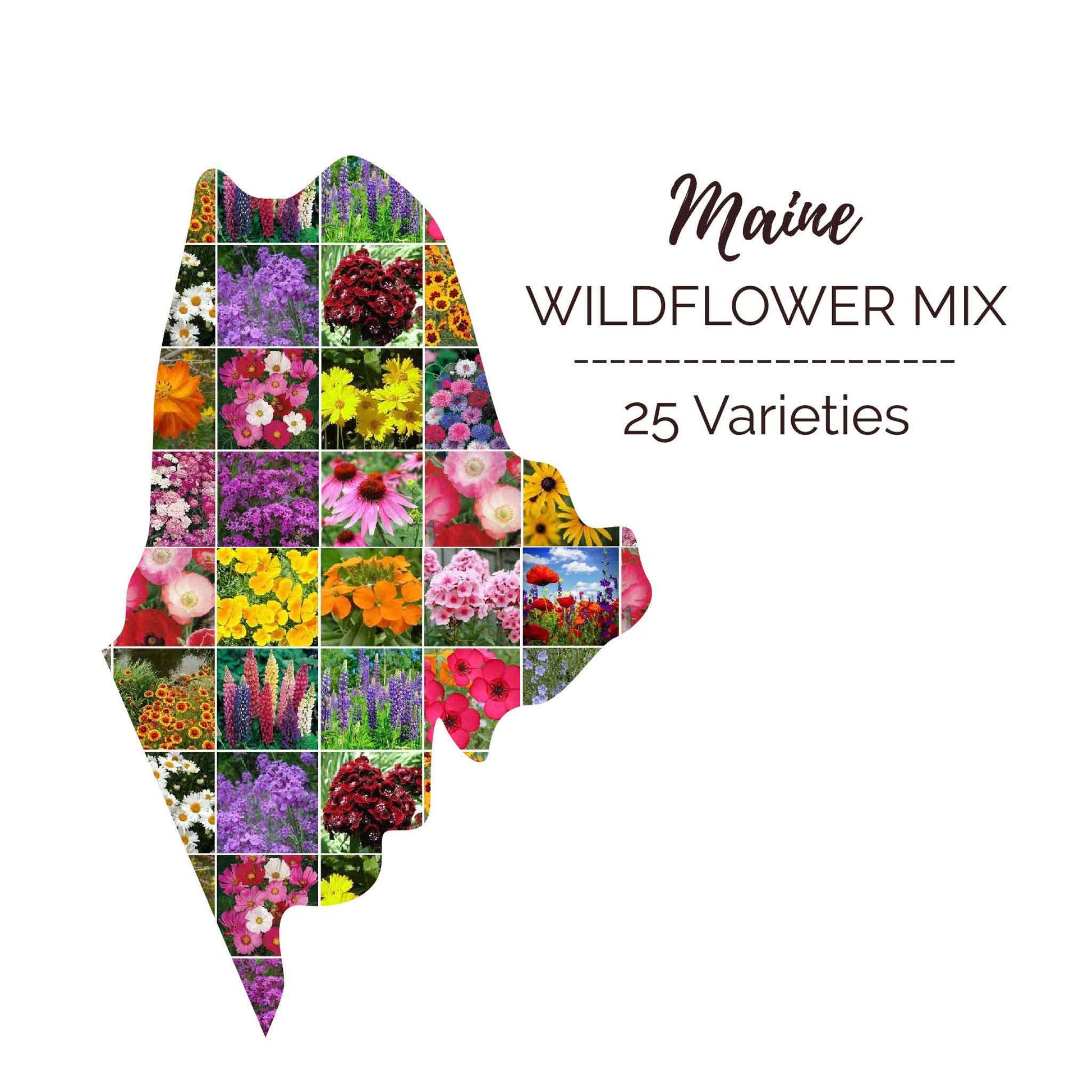 maine wildflower seed mix Bulk Maine Wildflower Seed Mix