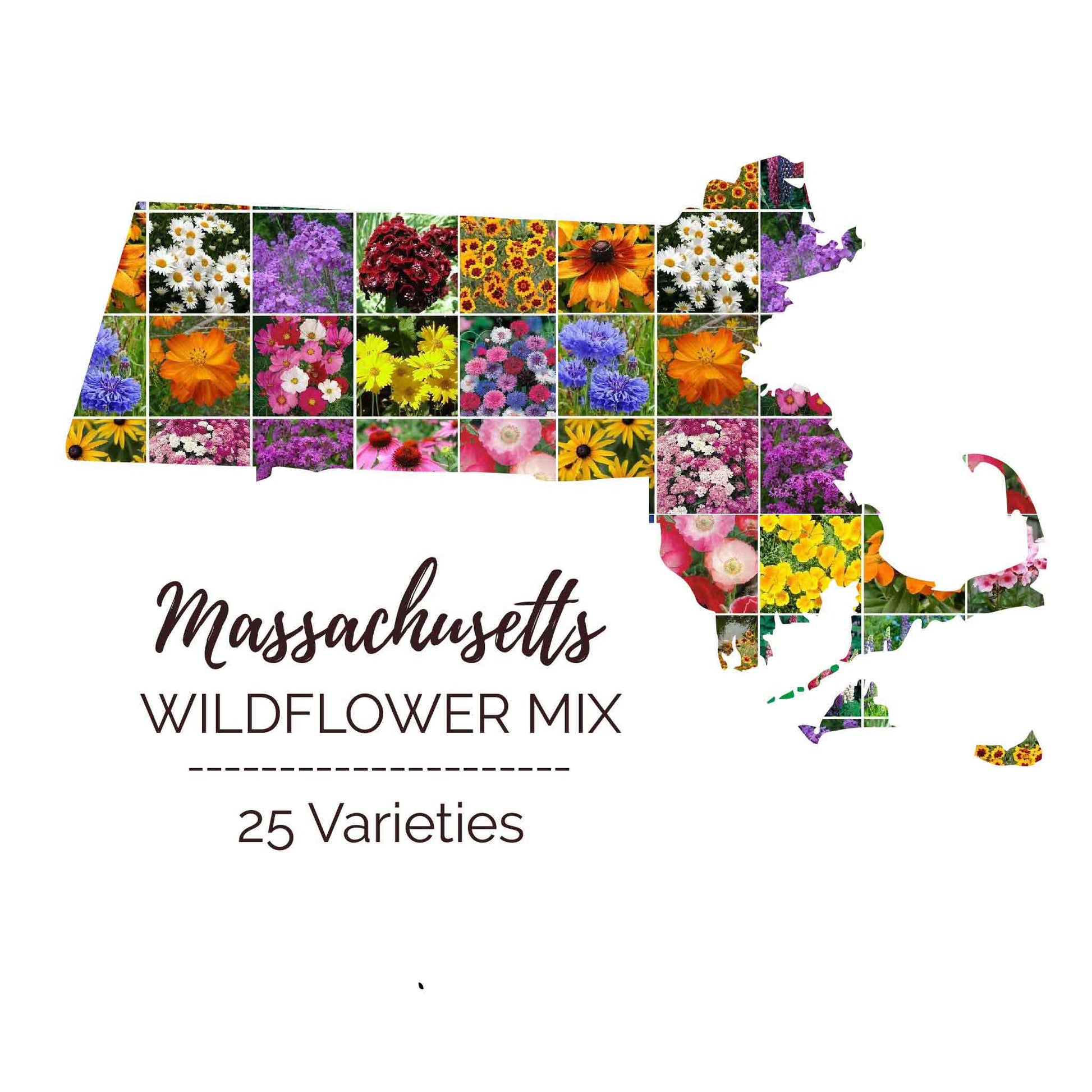 menards wildflower seeds Bulk Massachusetts Wildflower Seed Mix 1/4 Pound