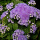 ageratum aloha blue