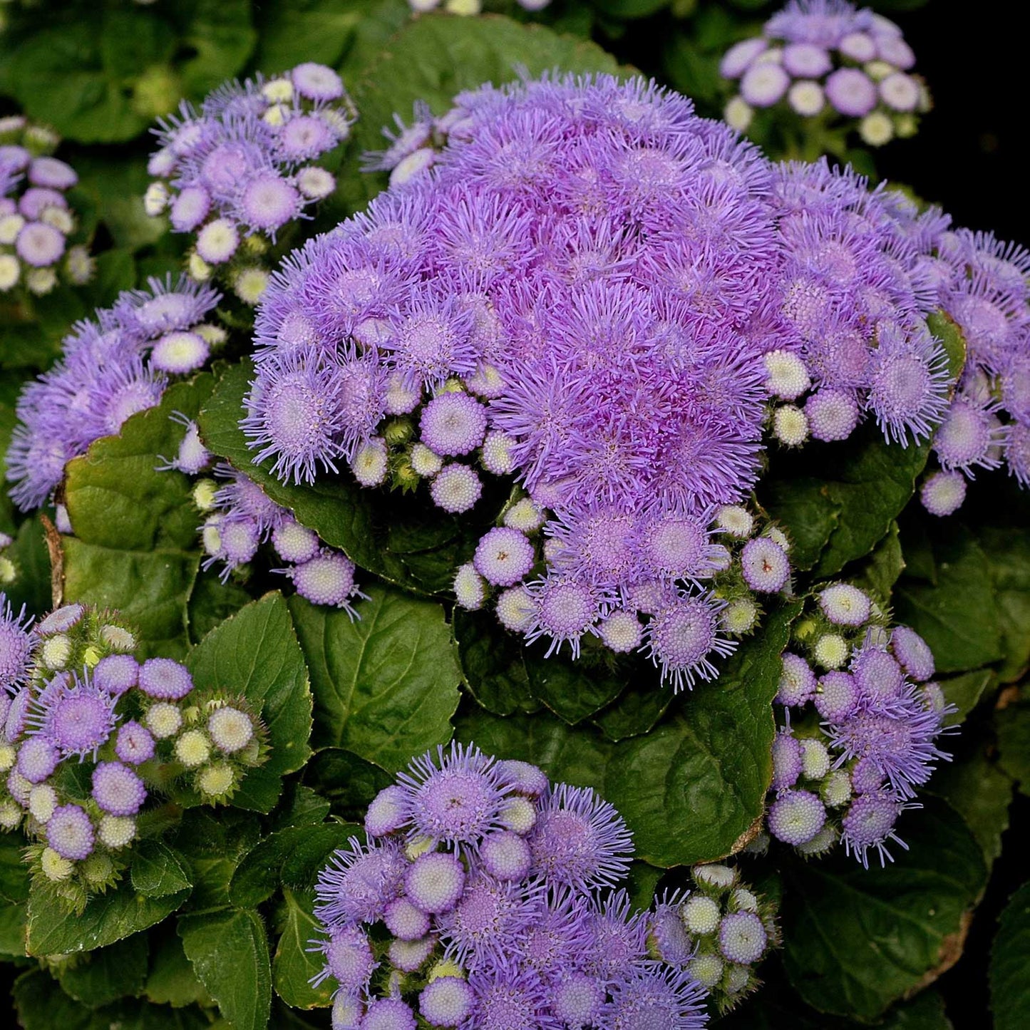 ageratum aloha blue