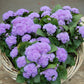 ageratum aloha blue