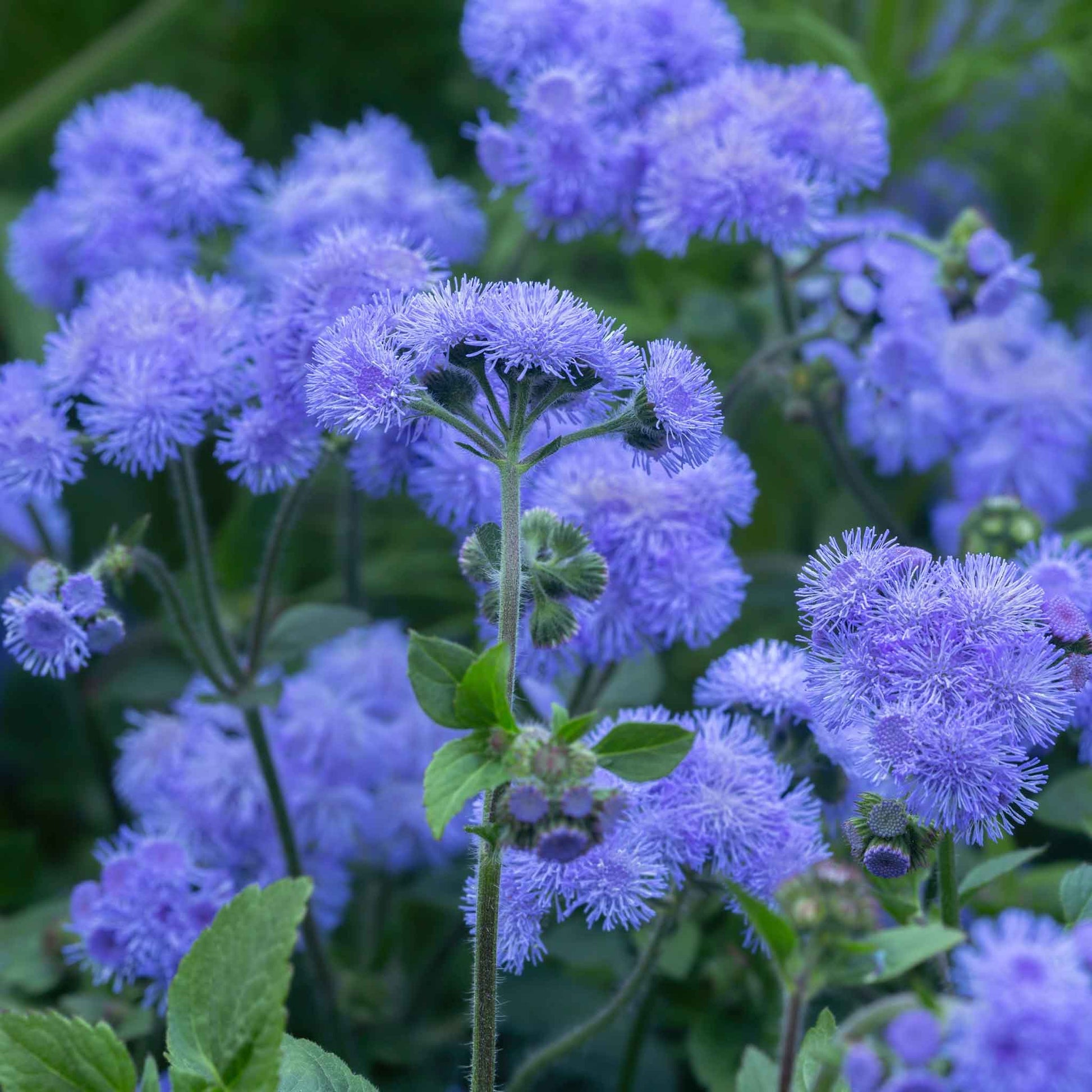 planting ageratum seeds Bulk Ageratum Seeds