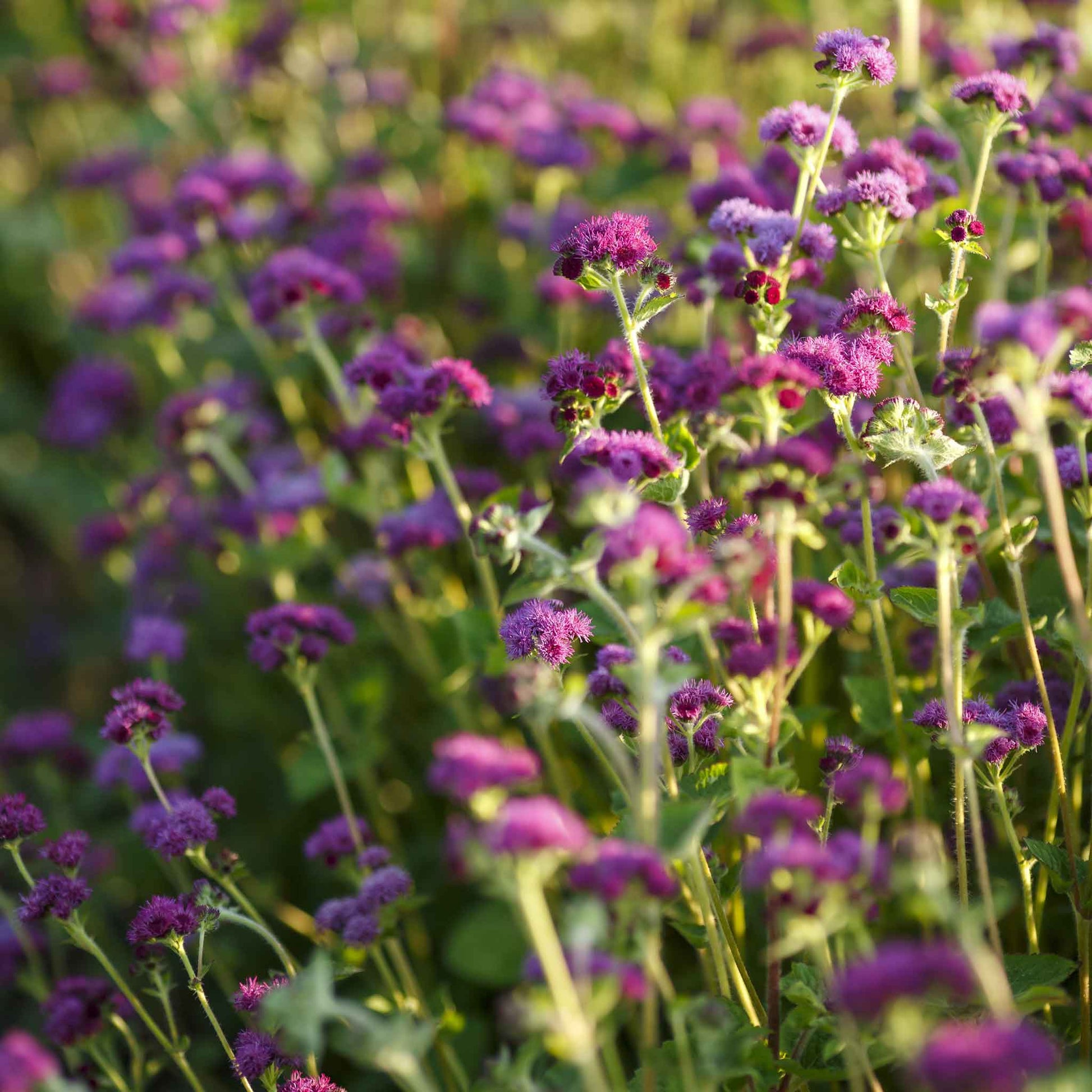 planting ageratum seeds Bulk Ageratum Seeds