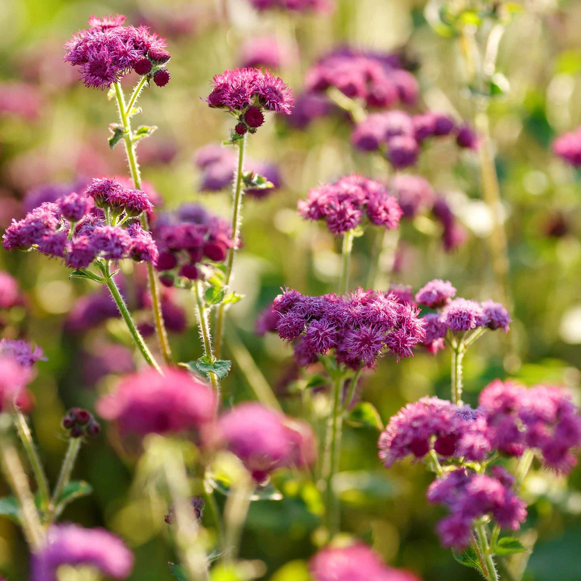 planting ageratum seeds Bulk Ageratum Seeds