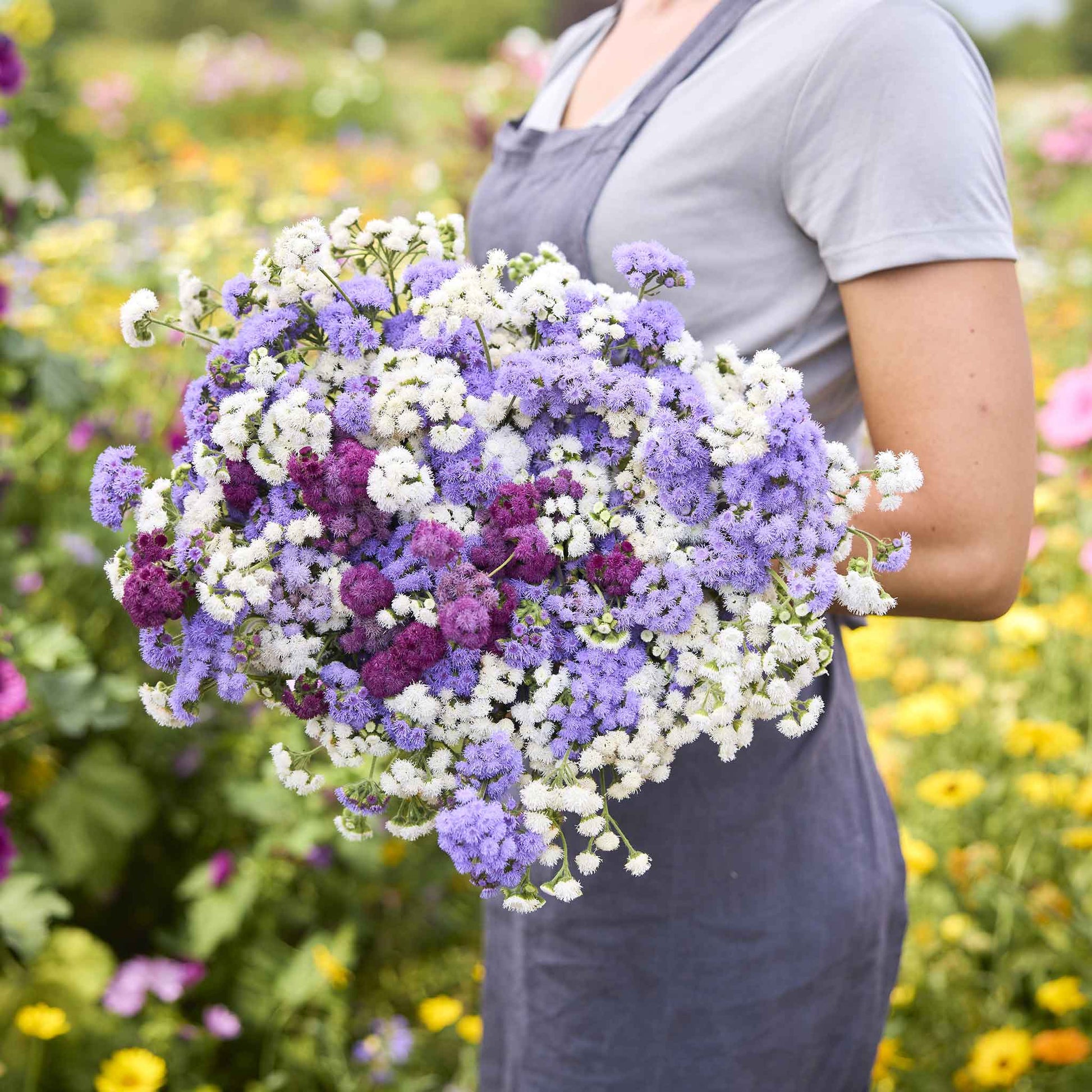 tall wildflower seeds Bulk Ageratum Seeds - Tall Cut Flower Mix