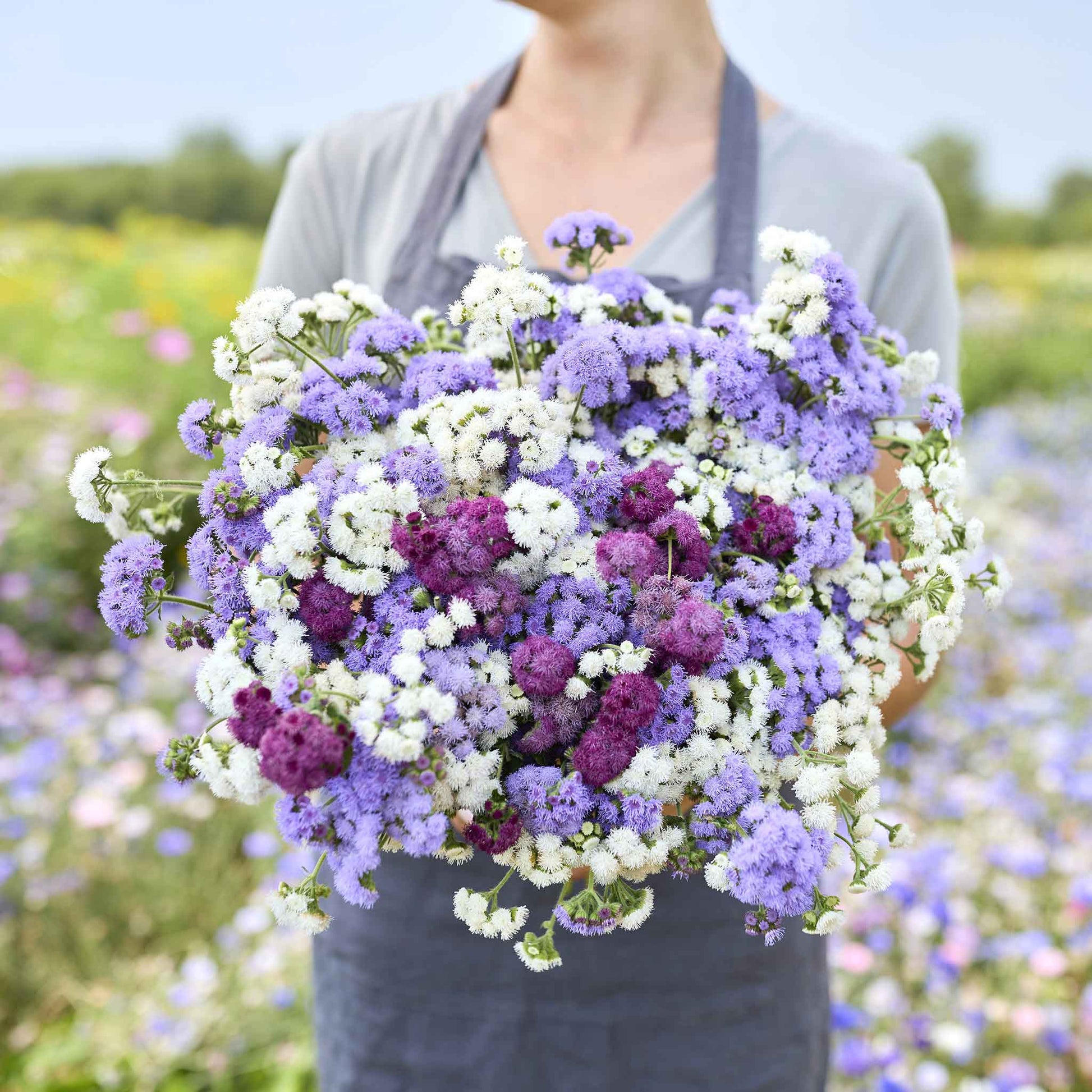 cut flower garden seed mix Bulk Ageratum Seeds - Tall Cut Flower Mix