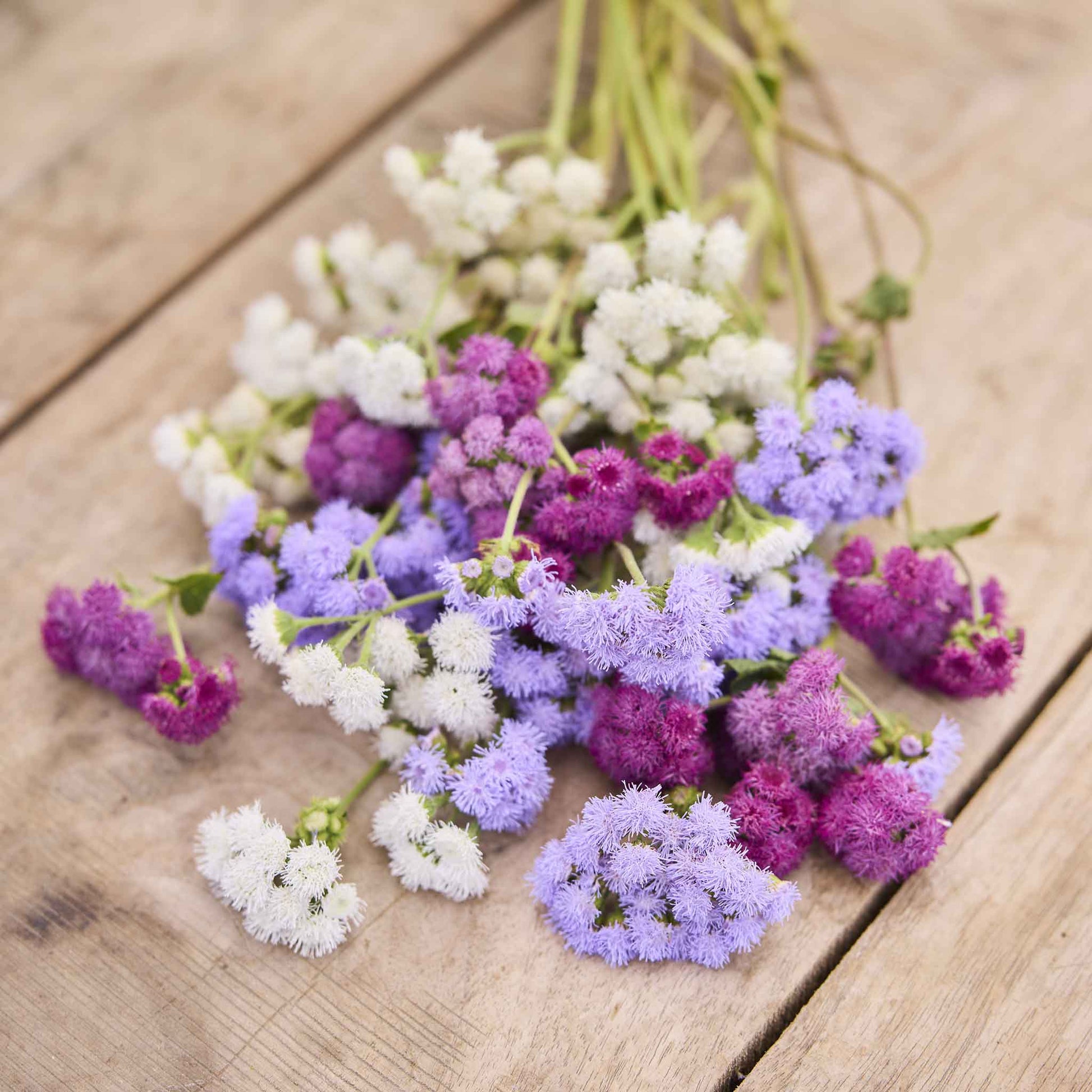 bulk cut flower seeds Bulk Ageratum Seeds - Tall Cut Flower Mix