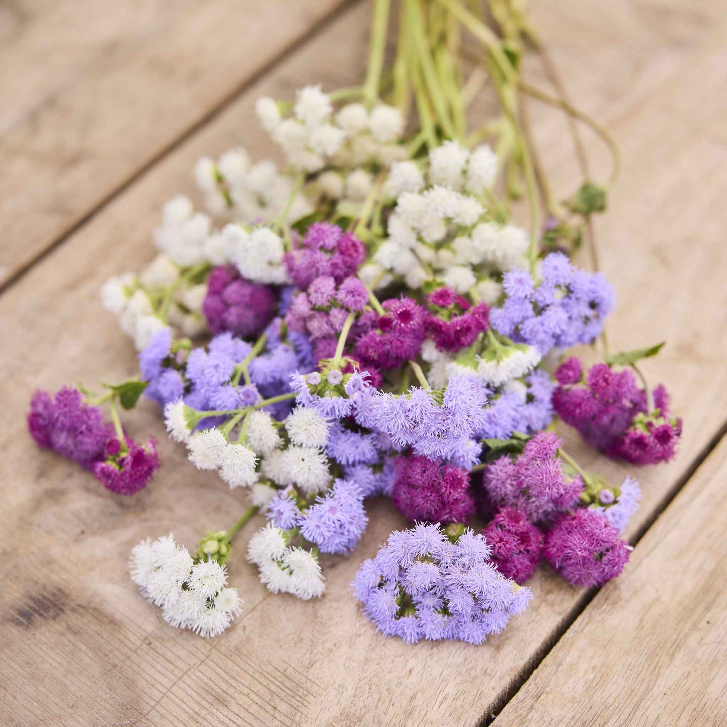ageratum tall mix
