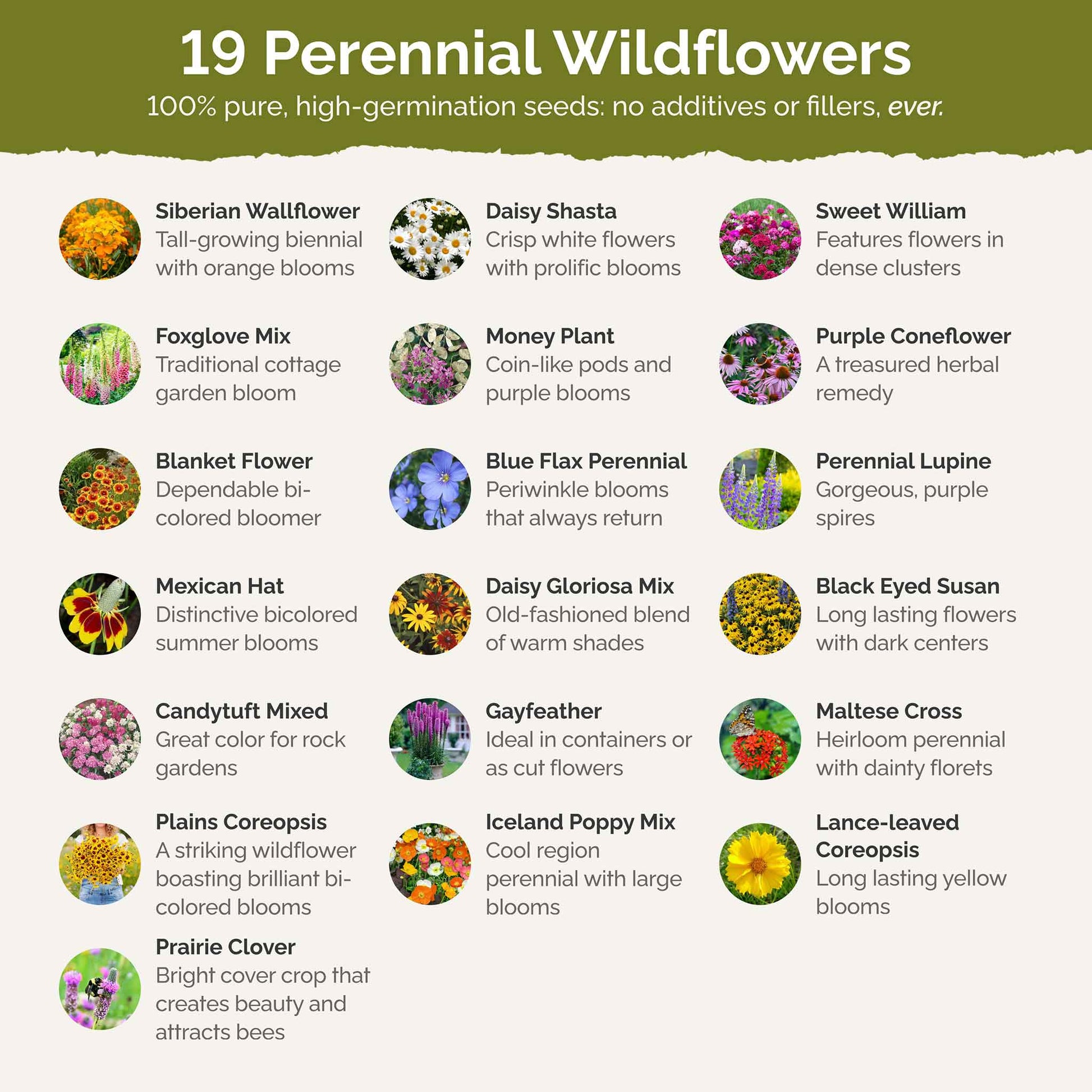 bulk perennial wildflower seeds Bulk All Perennial Wildflower Seed Mix 5 Pounds