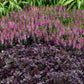 alternathera purple prince