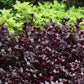 alternathera purple prince