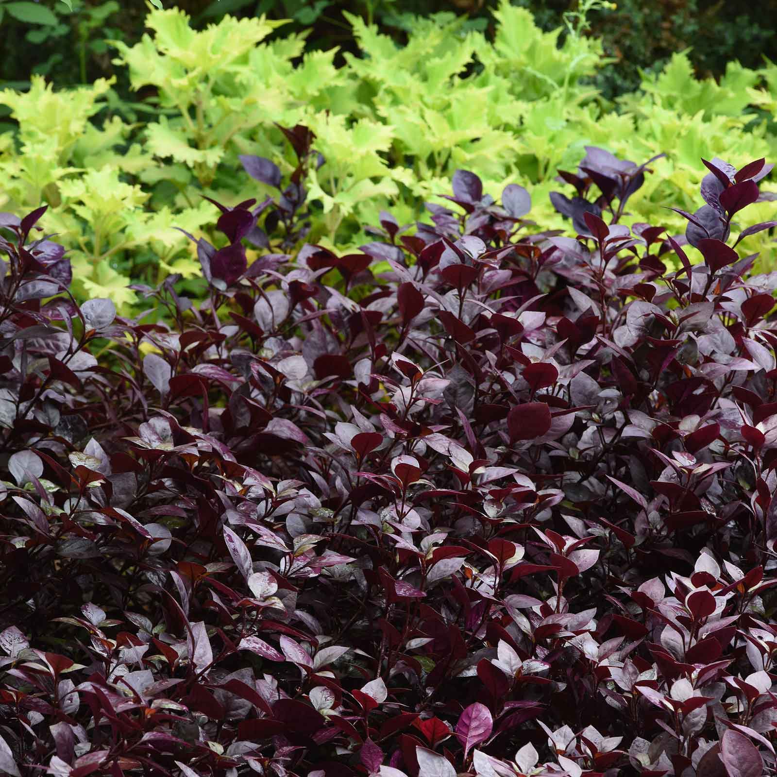 alternathera purple prince