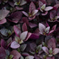 alternathera purple prince