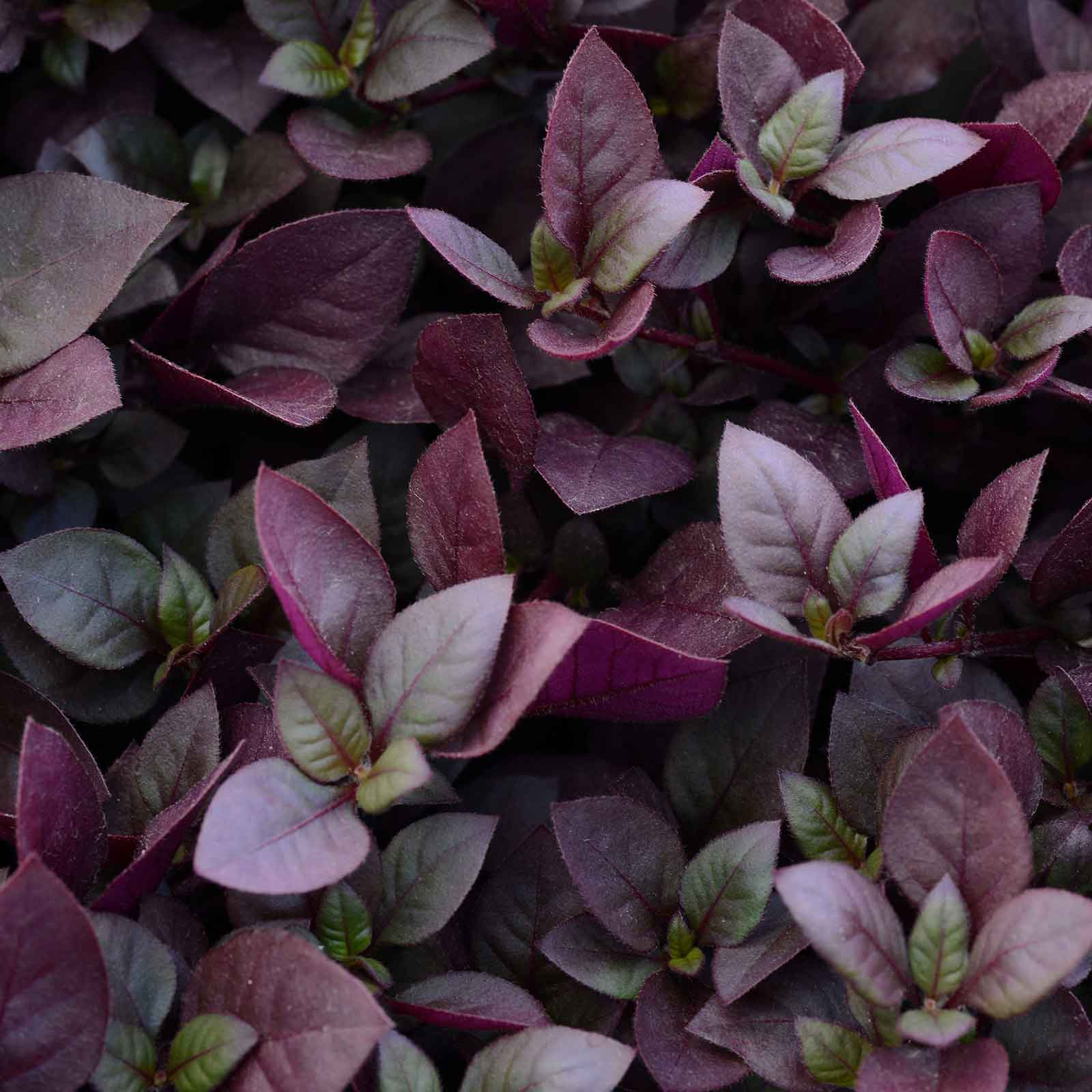 alternathera purple prince