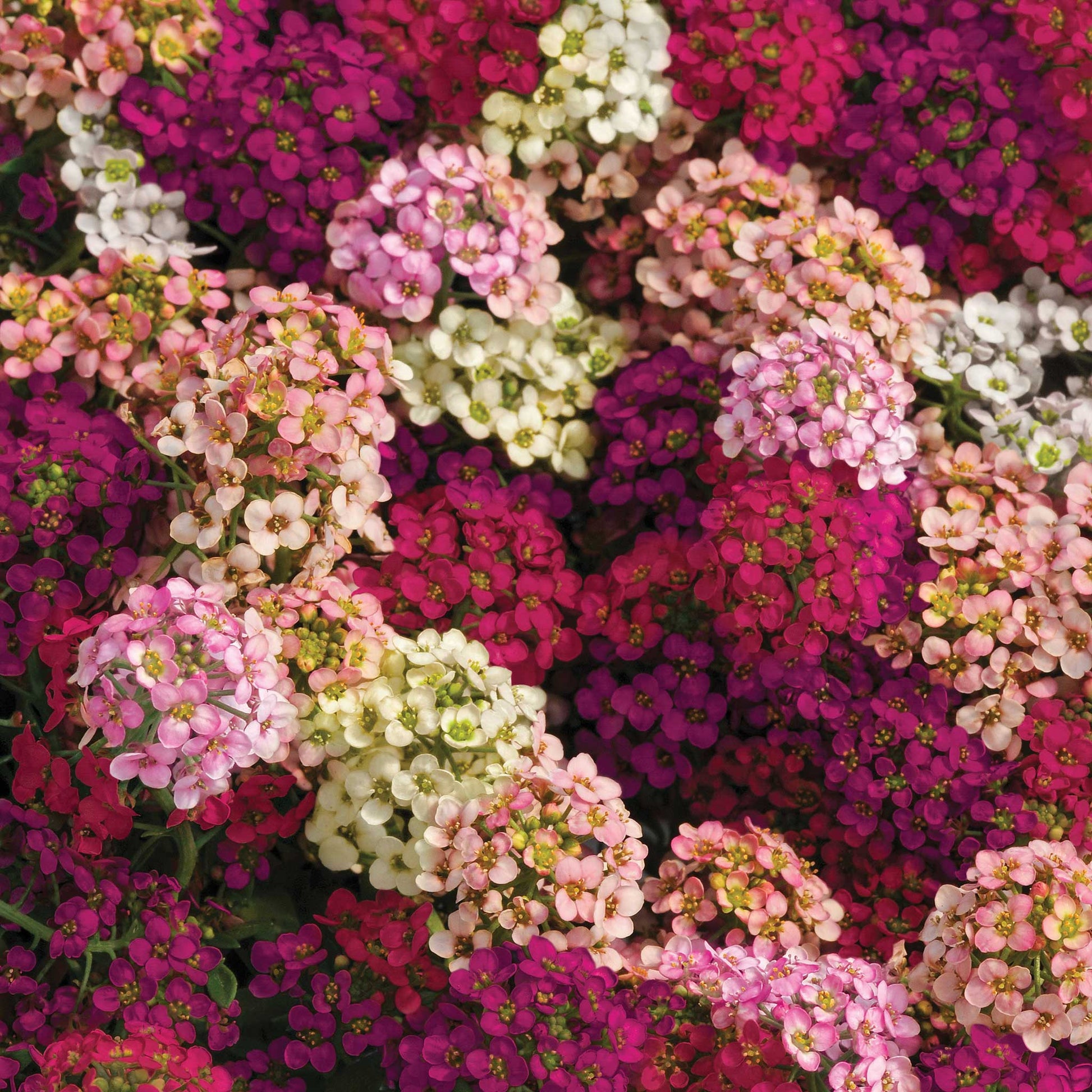easter flower seeds Alyssum Seeds - Easter Bonnet Mix | Bulk Flower Seeds