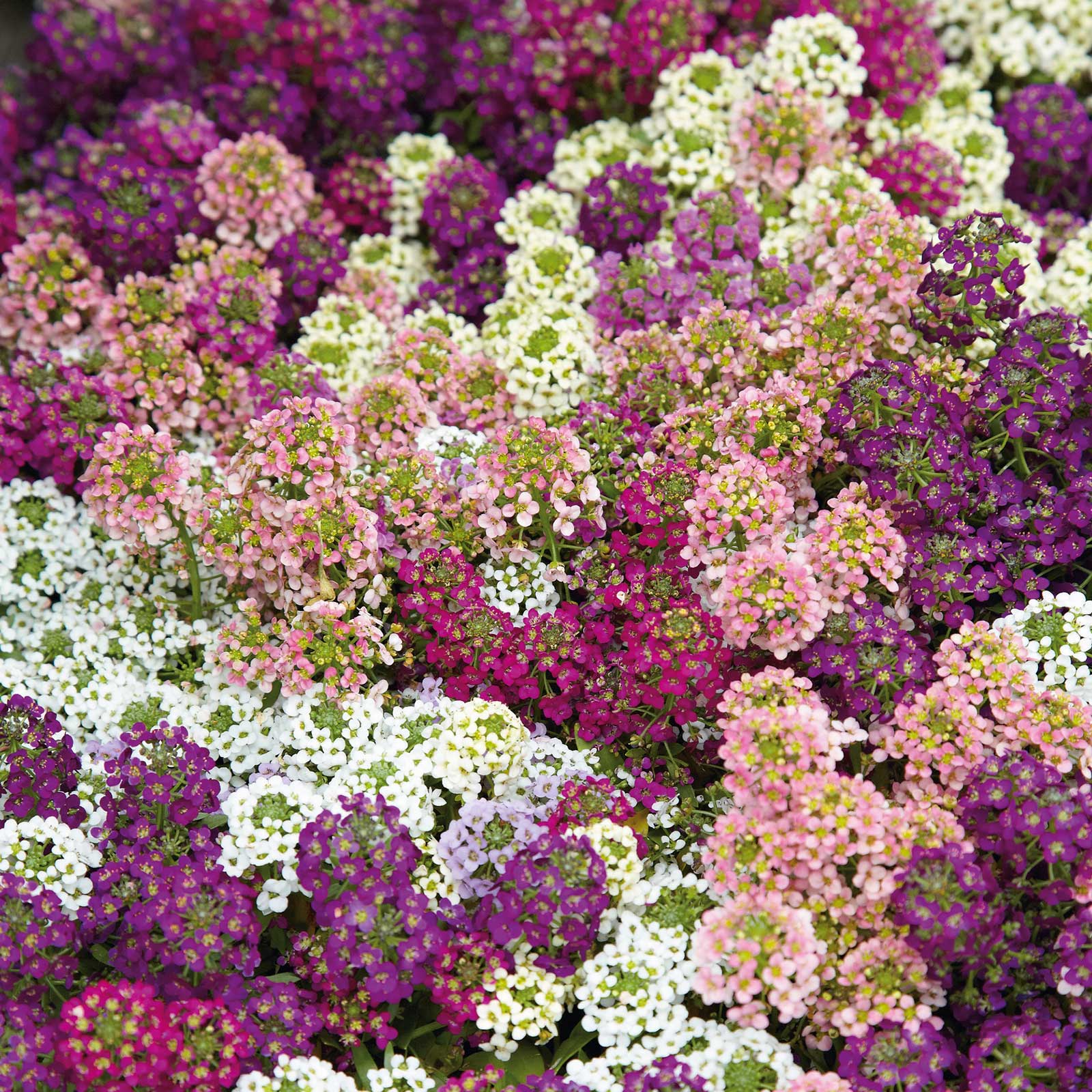easter flower seeds Bulk Alyssum Seeds