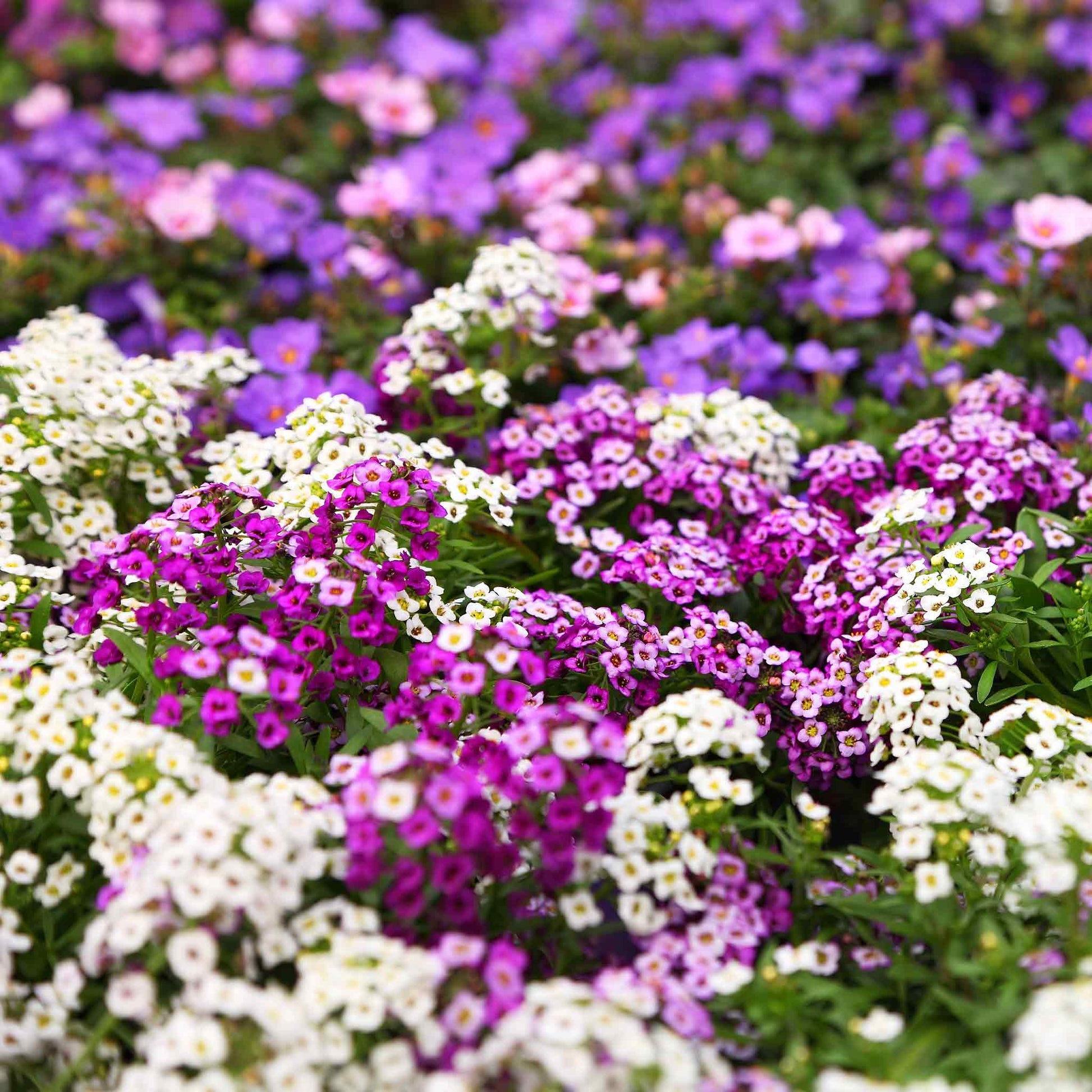 alyssum seed to flower time Bulk Alyssum Seeds - Magic Circle Mix