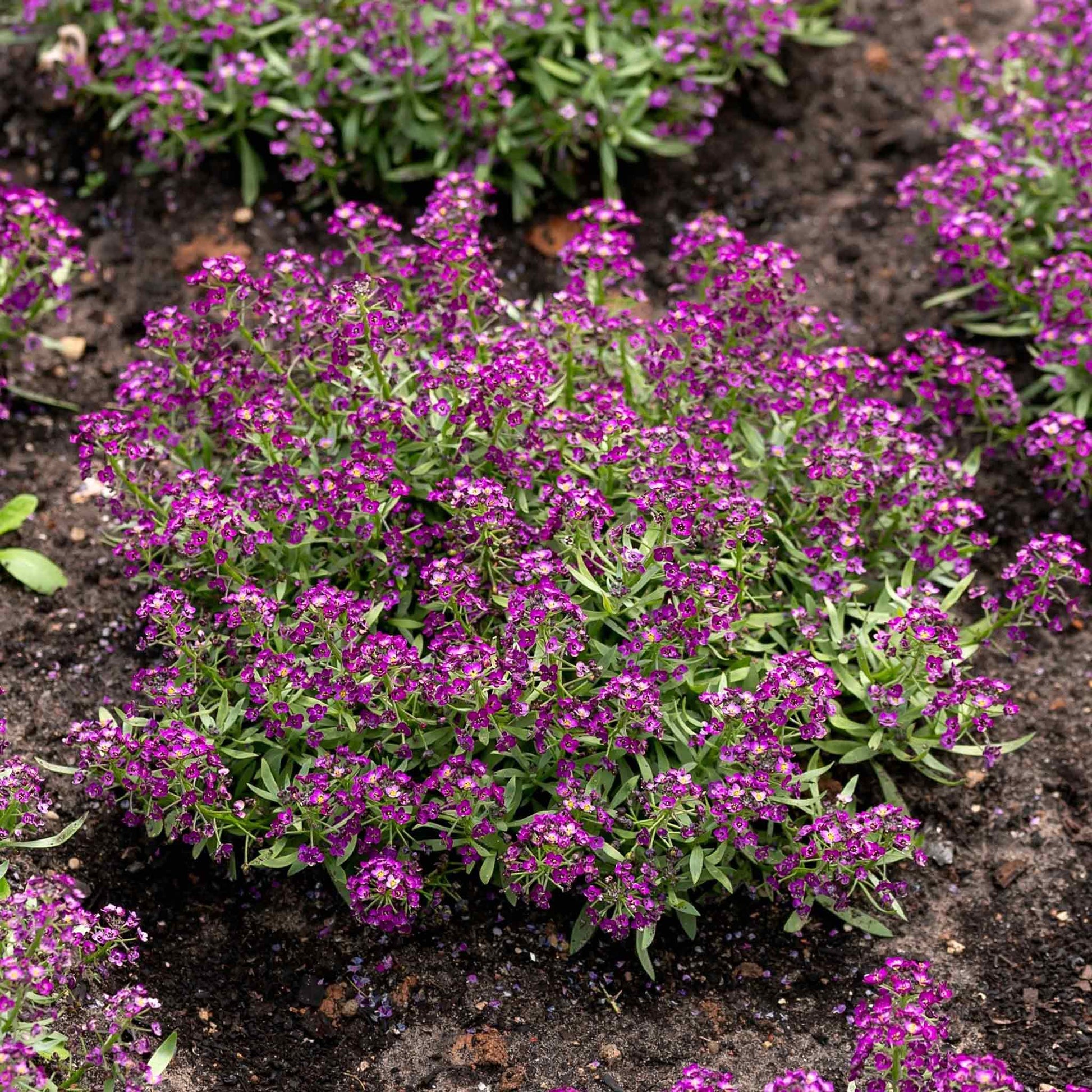 plant alyssum seeds Bulk Alyssum Seeds
