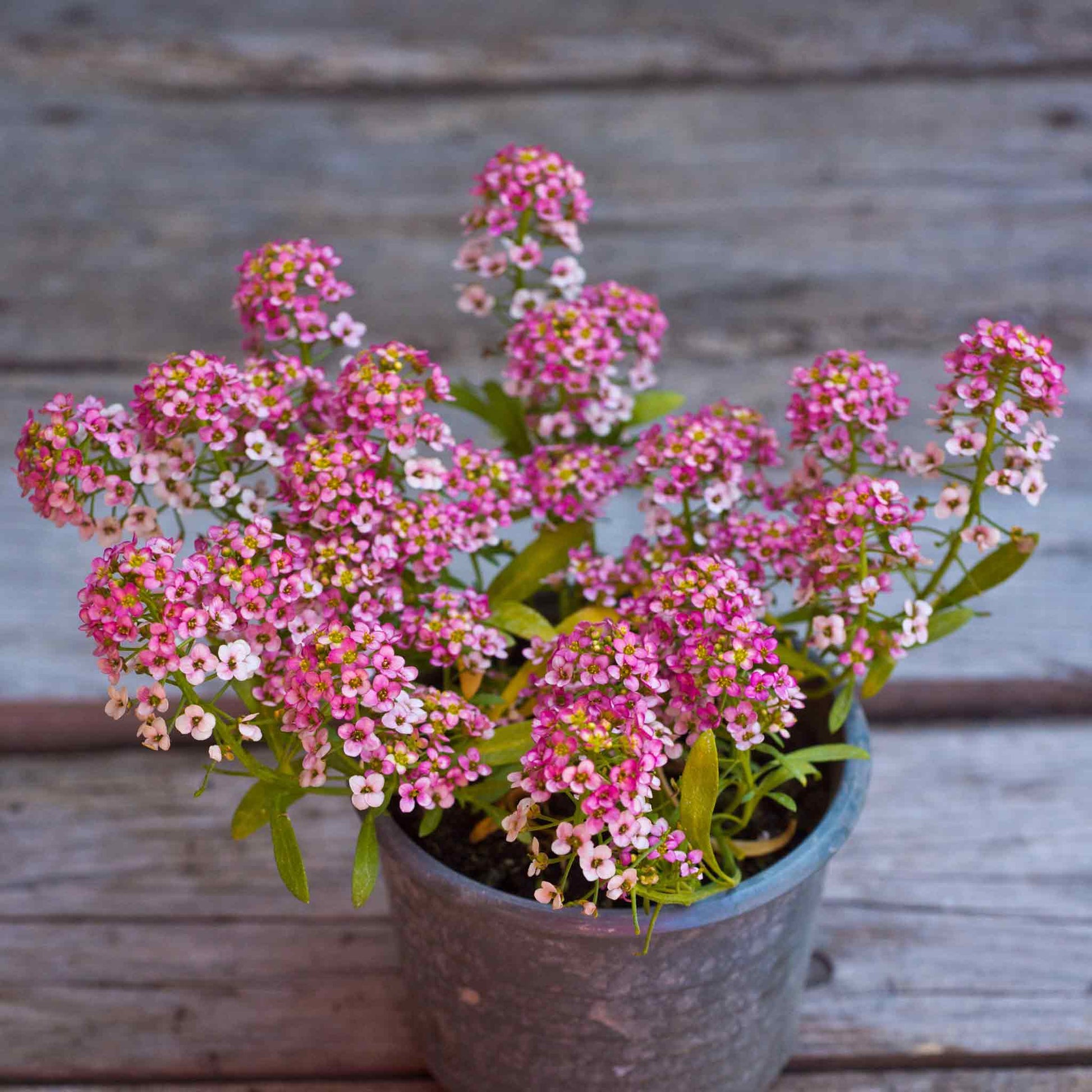 plant alyssum seeds Bulk Alyssum Seeds