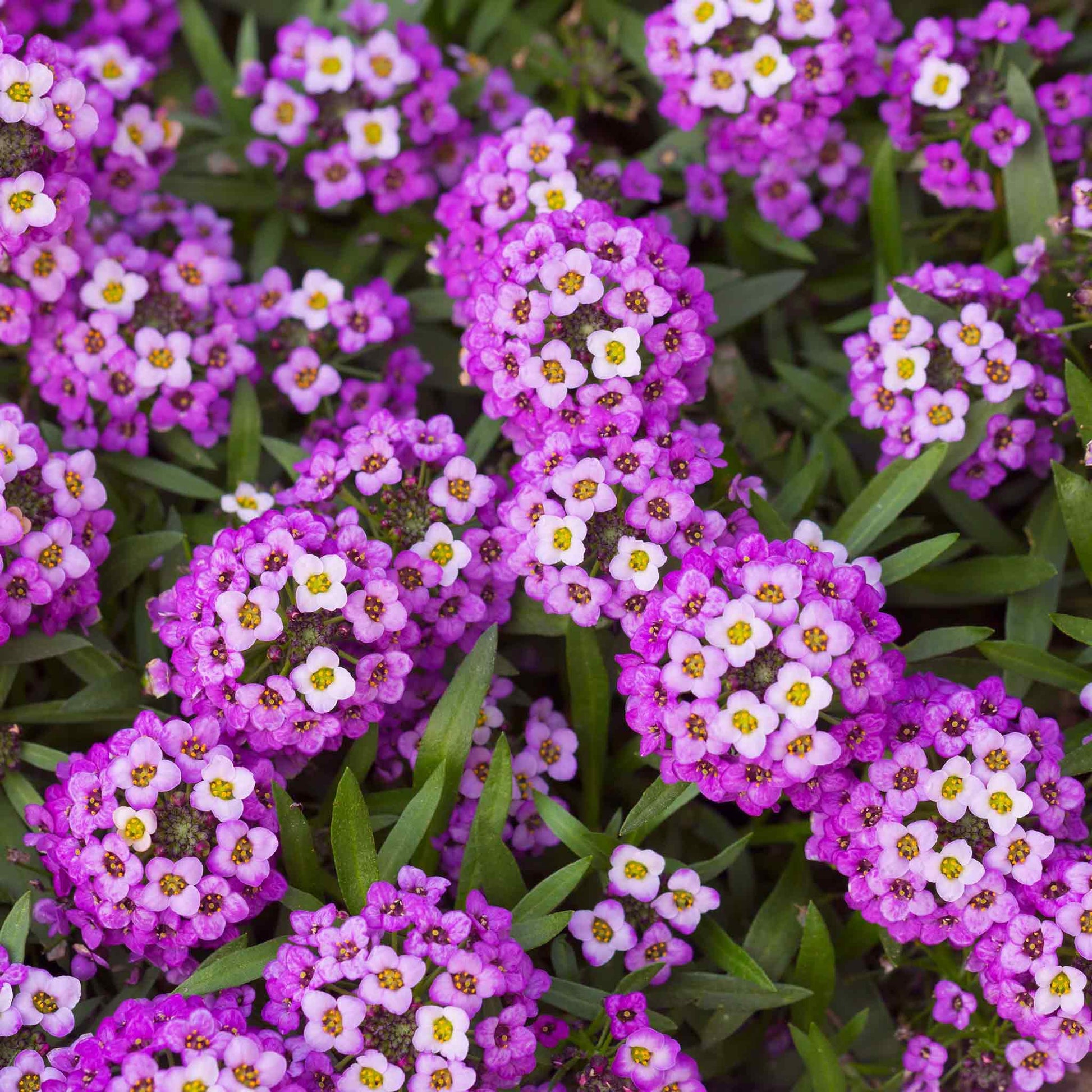 seed carpet wildflower Bulk Sweet Alyssum Seeds (Dwarf)