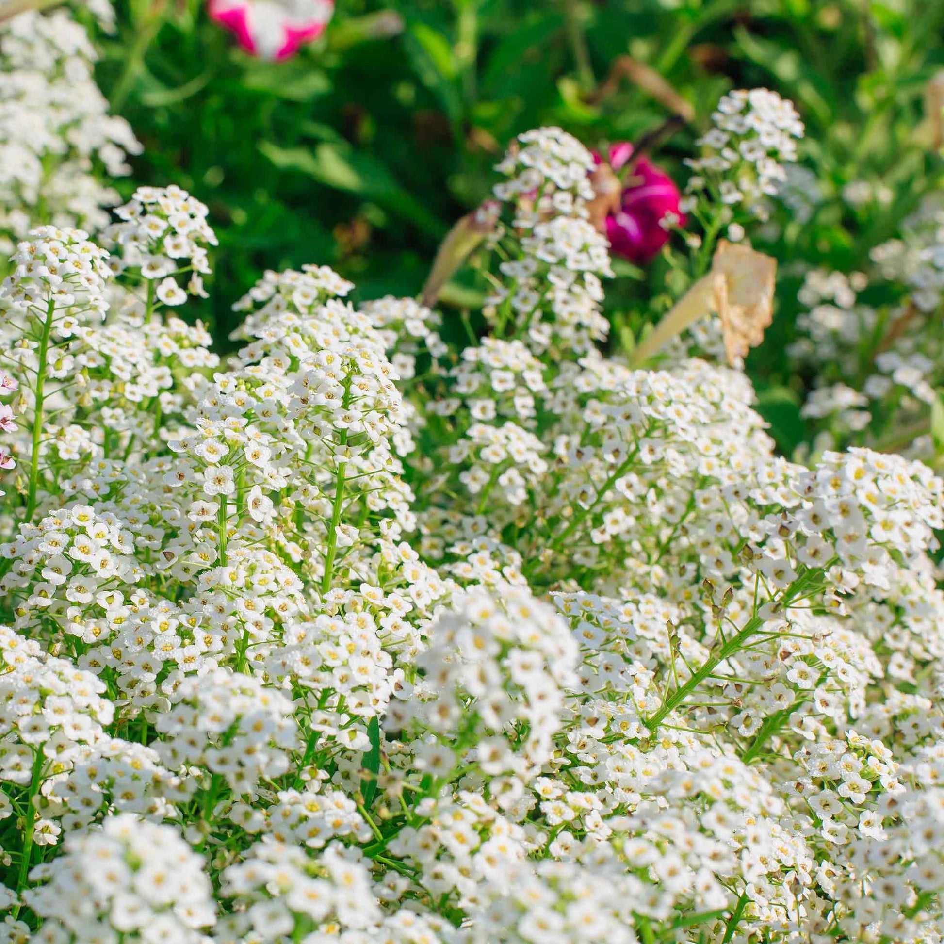 asylum flower seeds Bulk Sweet Alyssum Seeds - Tall White