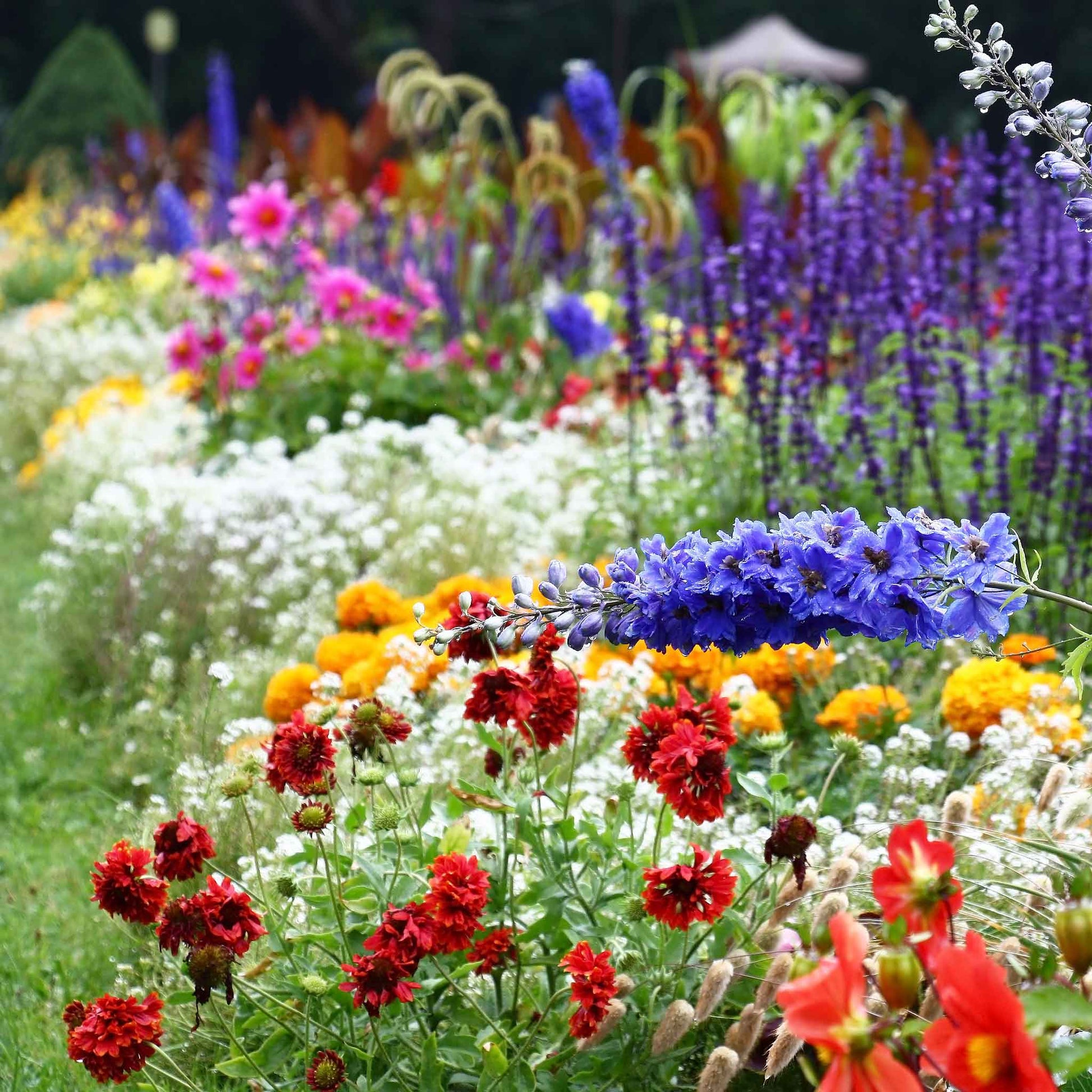 planting alyssum seeds outdoors Bulk Sweet Alyssum Seeds