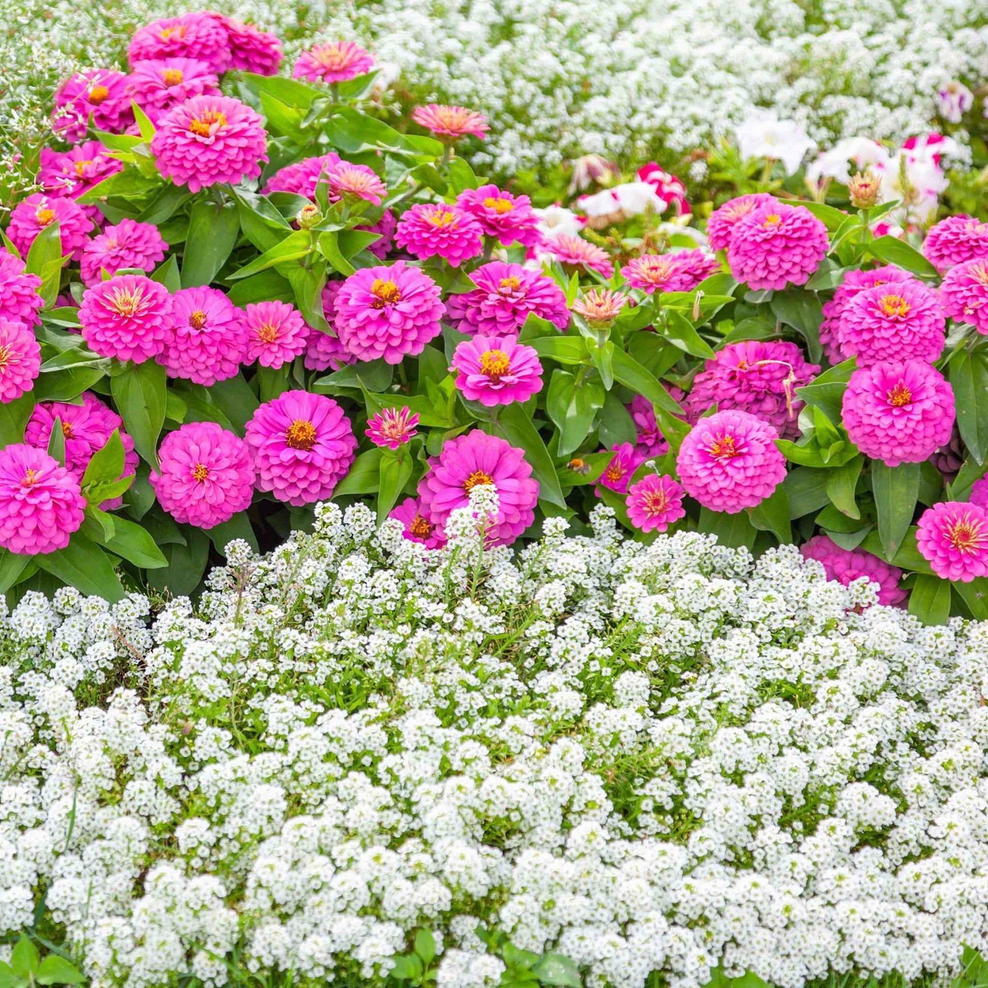 tiny flower seeds Bulk Alyssum Seeds