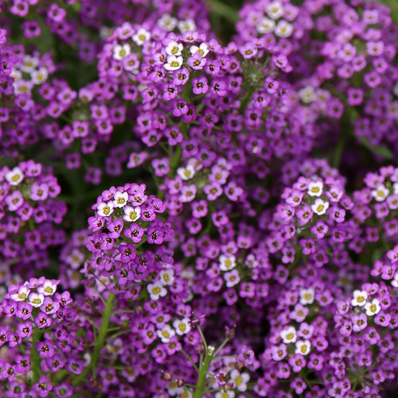alyssum violet queen