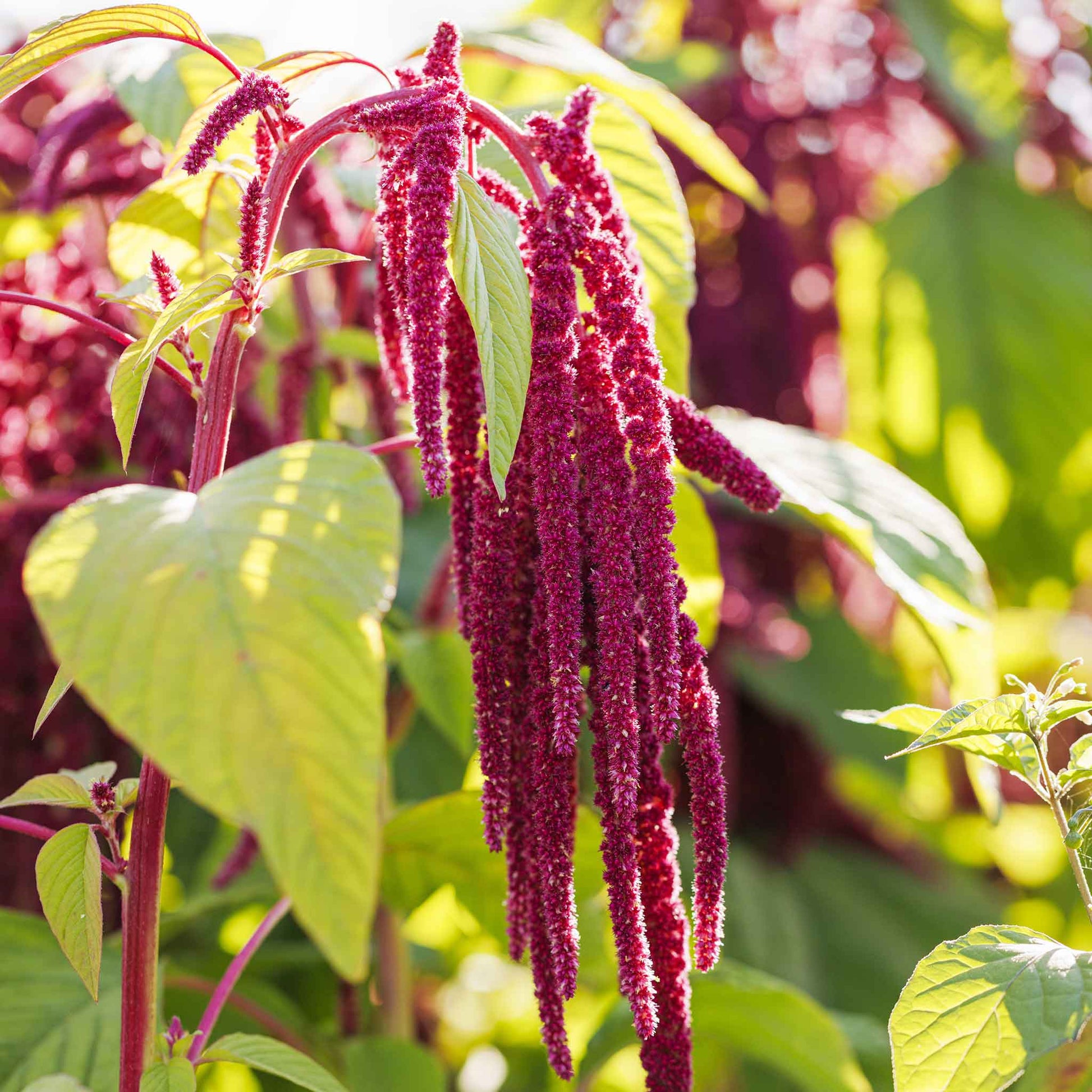 love lies bleeding flower seeds Bulk Love Lies Bleeding Seeds Packet