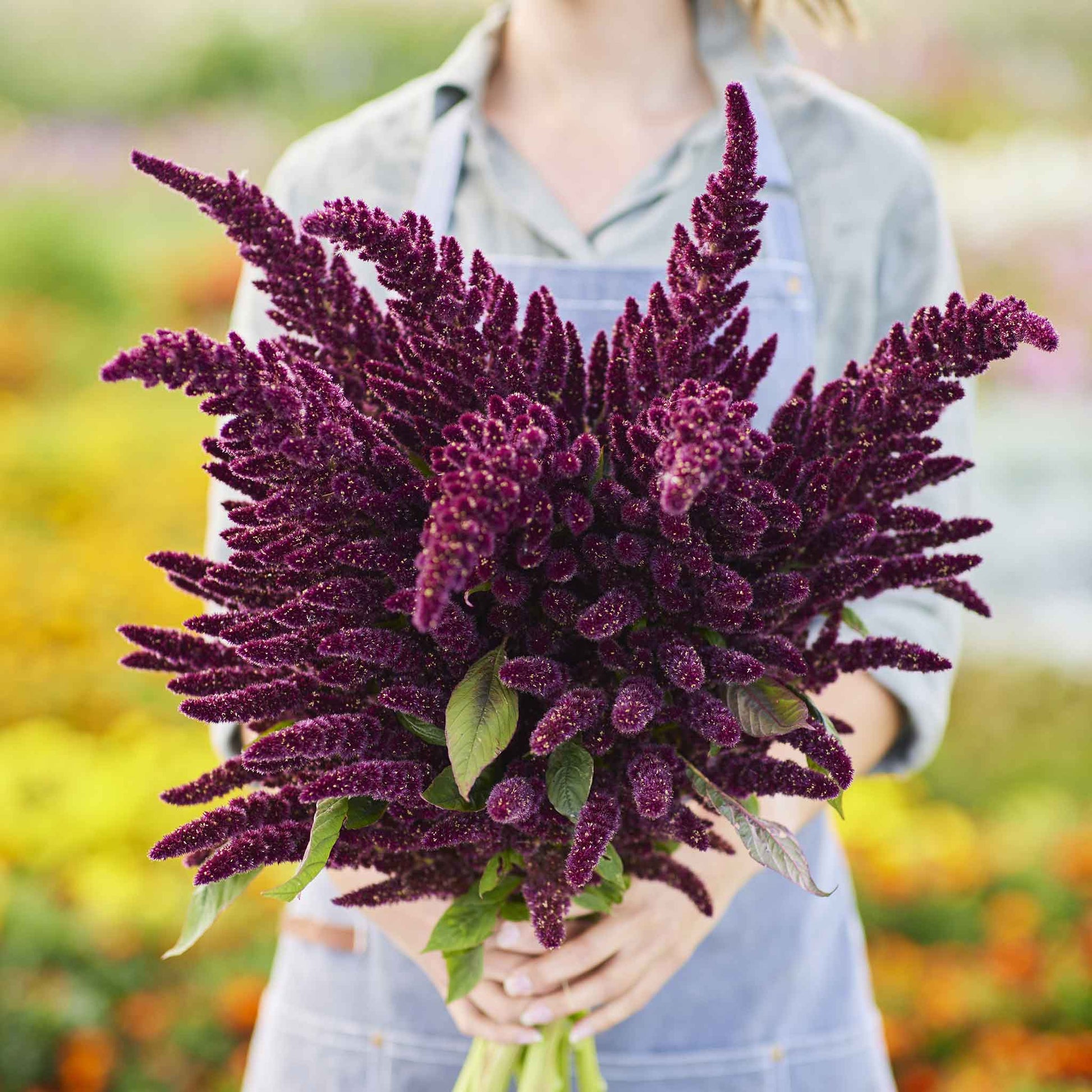 amaranth flower seeds Bulk Amaranthus Seeds
