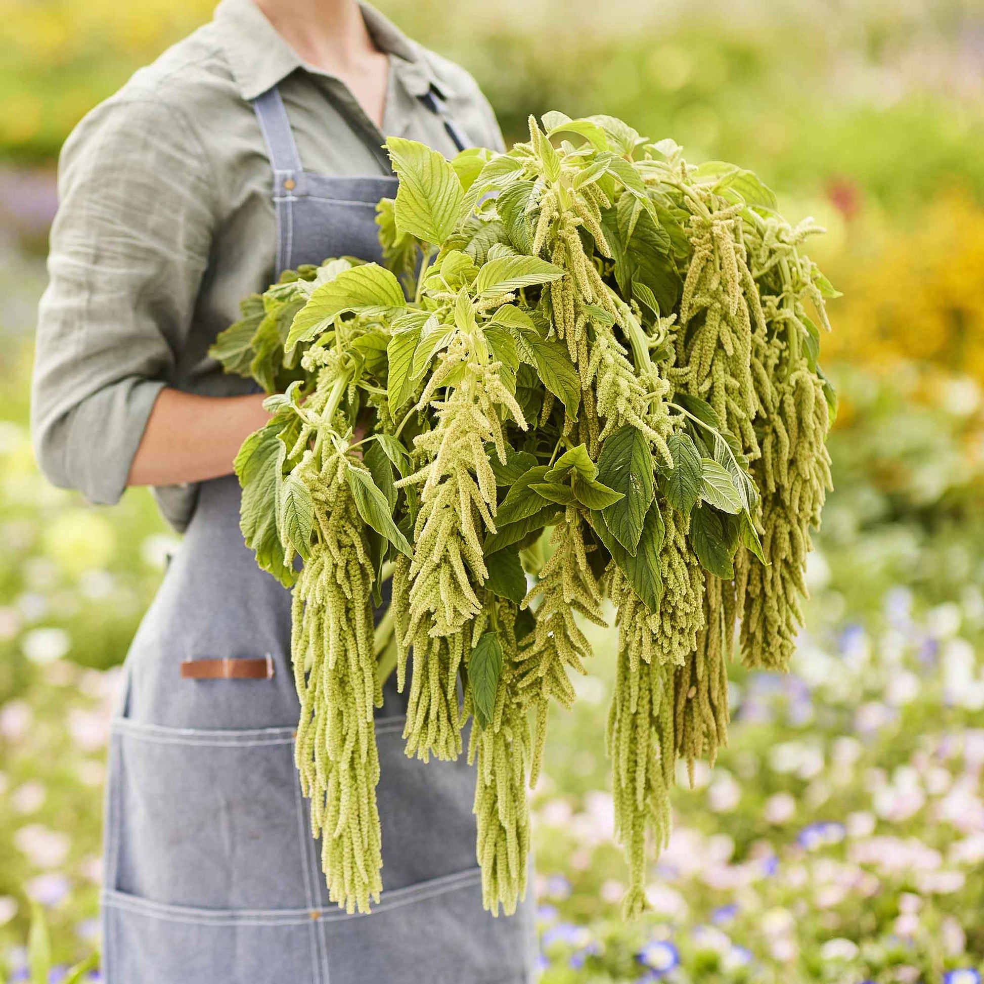where to buy amaranth seeds for planting Bulk Amaranthus Seeds