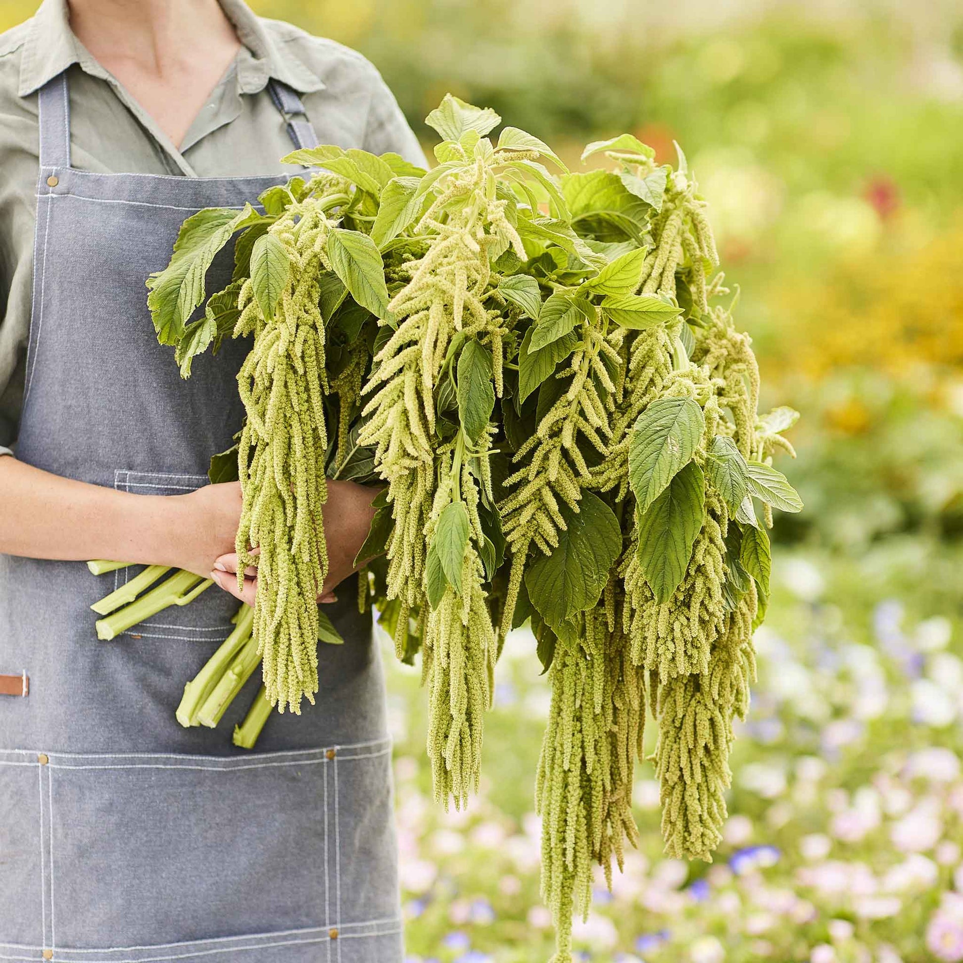 plant amaranth seeds Bulk Amaranthus Seeds