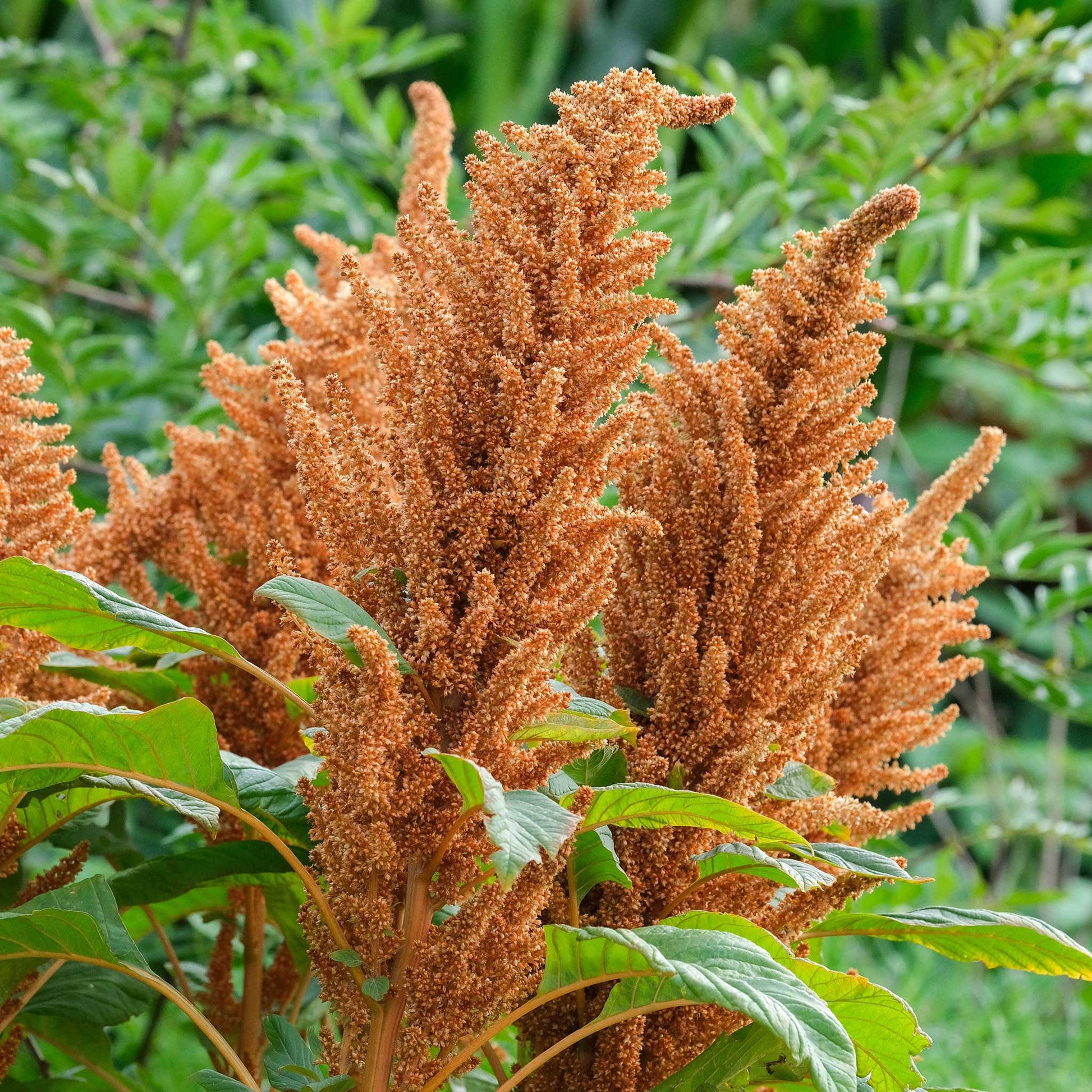 amaranth plant seeds Bulk Amaranthus Seeds - Hot Biscuits