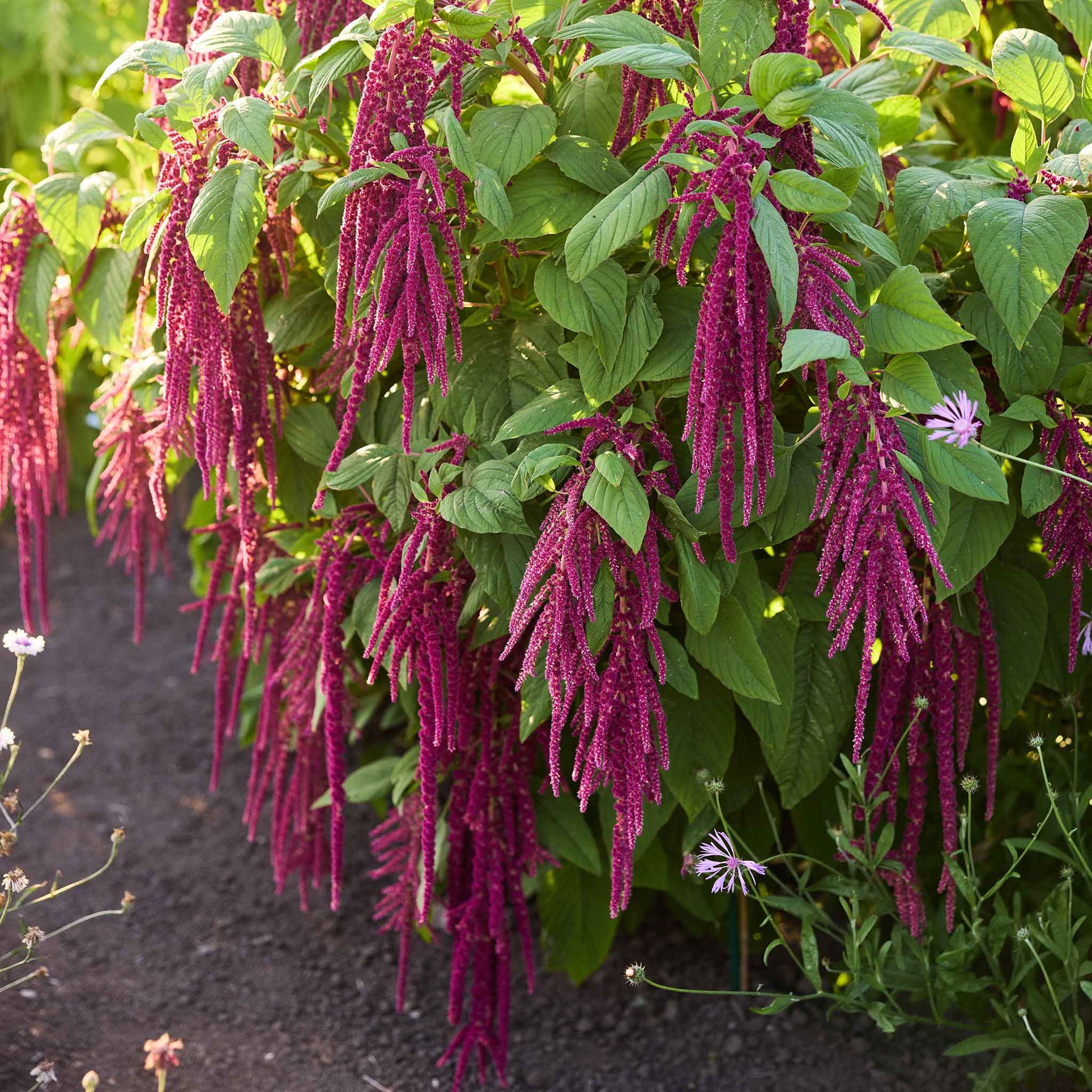 love lies bleeding flower seeds Bulk Love Lies Bleeding Seeds Packet