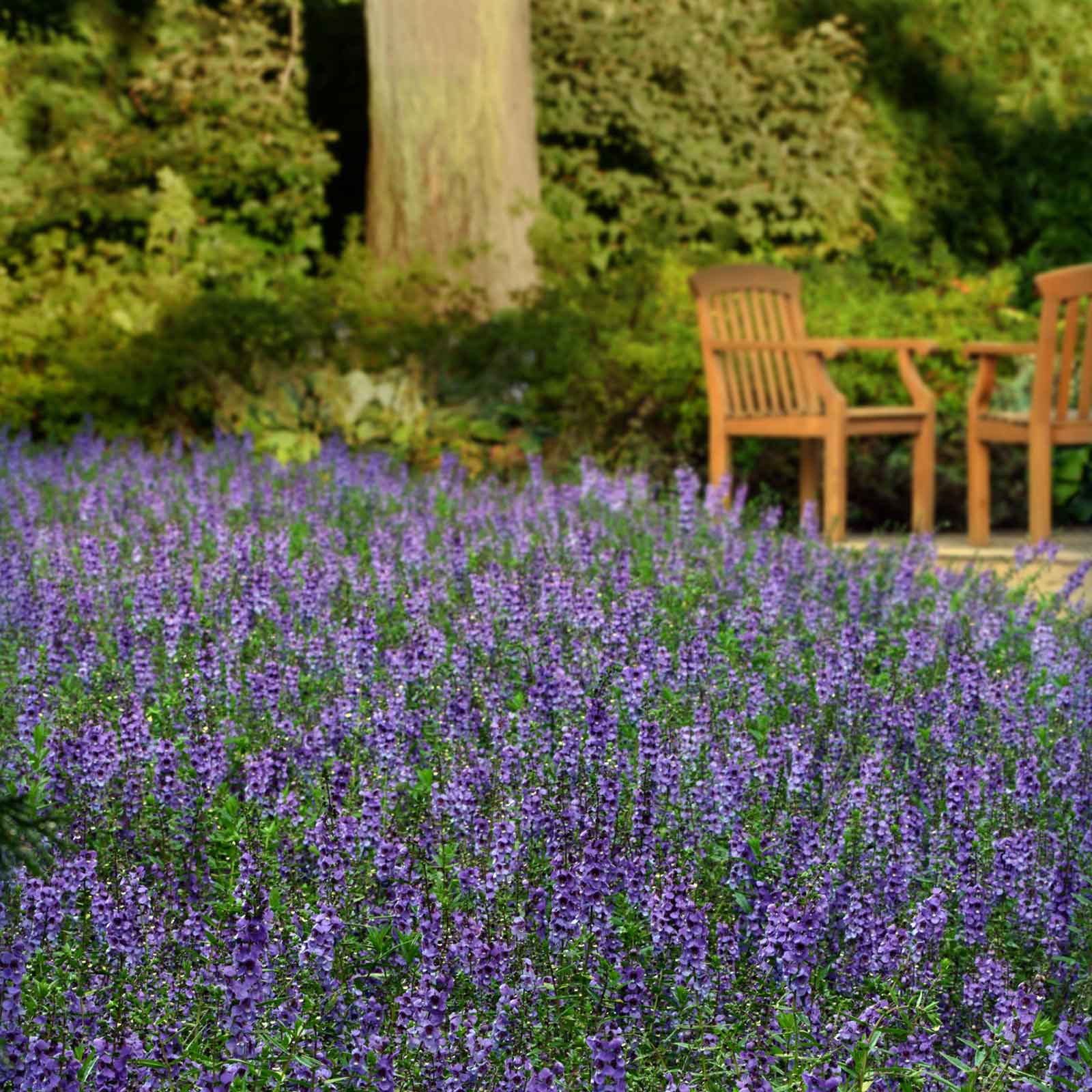 angelonia flower seeds Bulk Angelonia Seeds - Serena Blue
