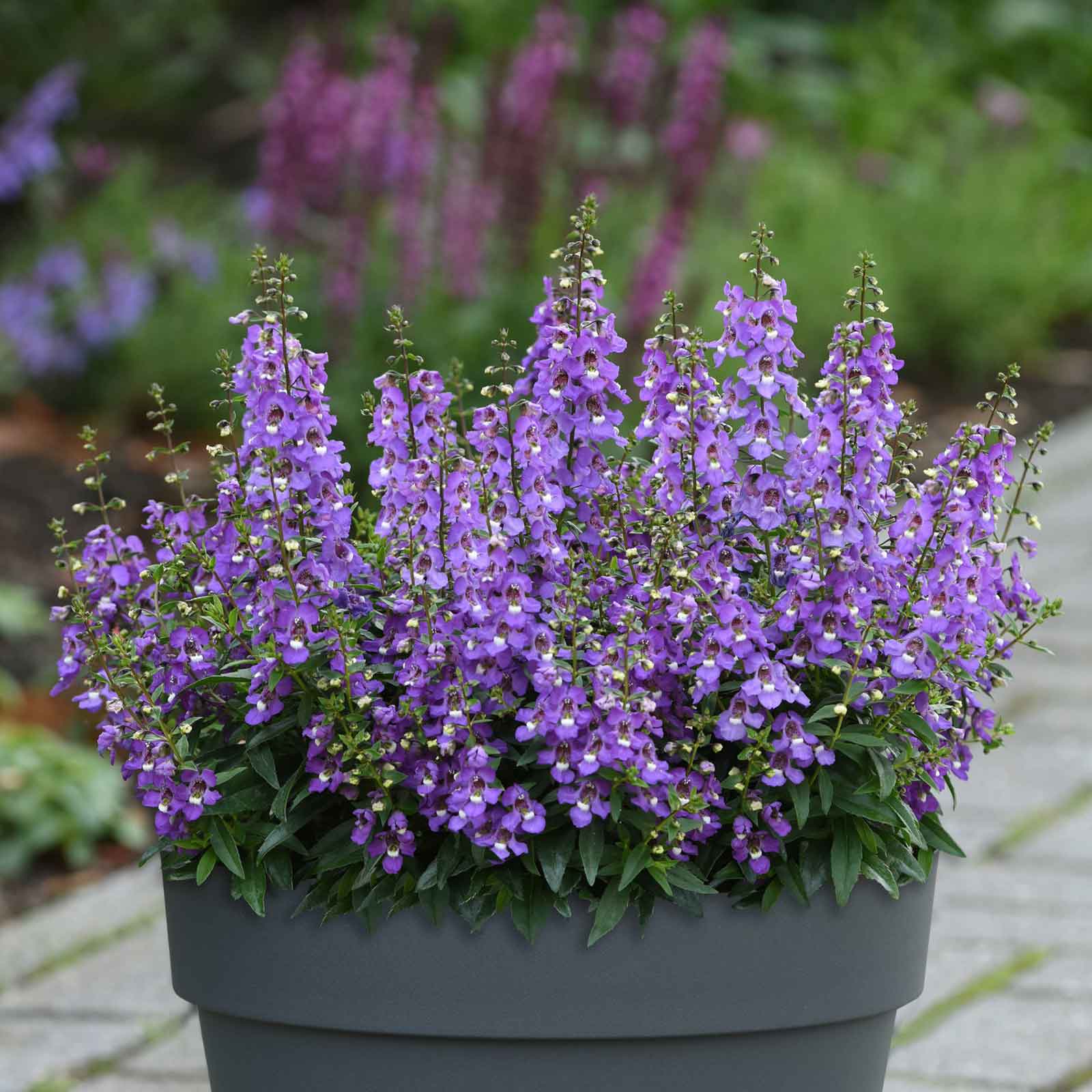 angelonia flower seeds Bulk Angelonia Seeds - Serena Blue