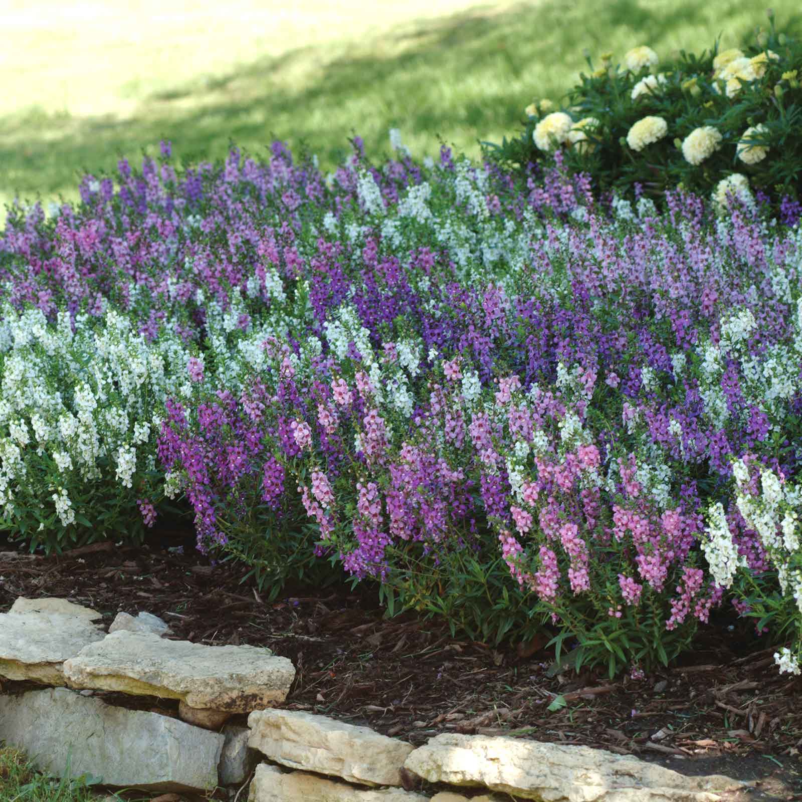 angelonia flower seeds Bulk Angelonia Seeds
