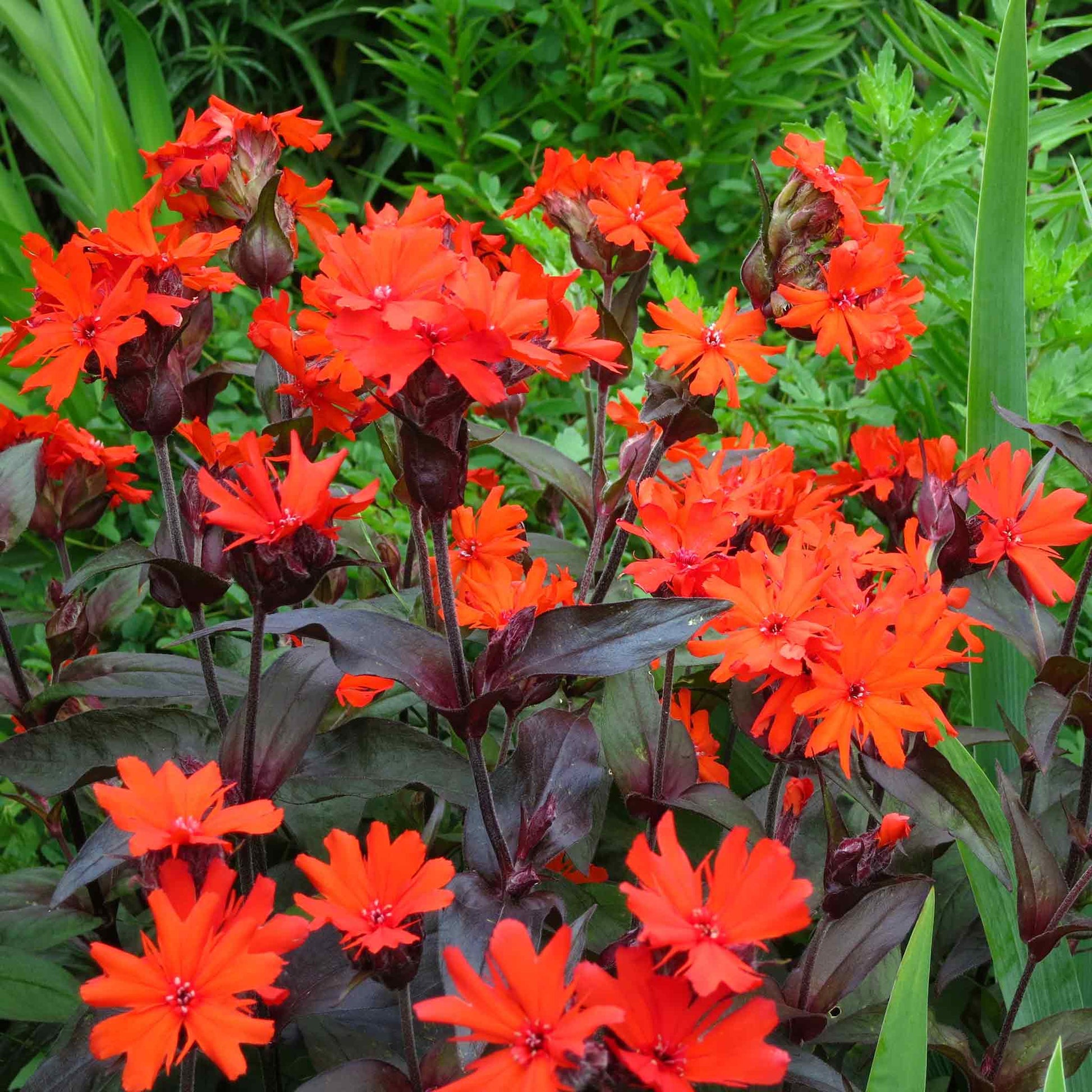 campion flower seeds Bulk Arkwright's Campion Seeds