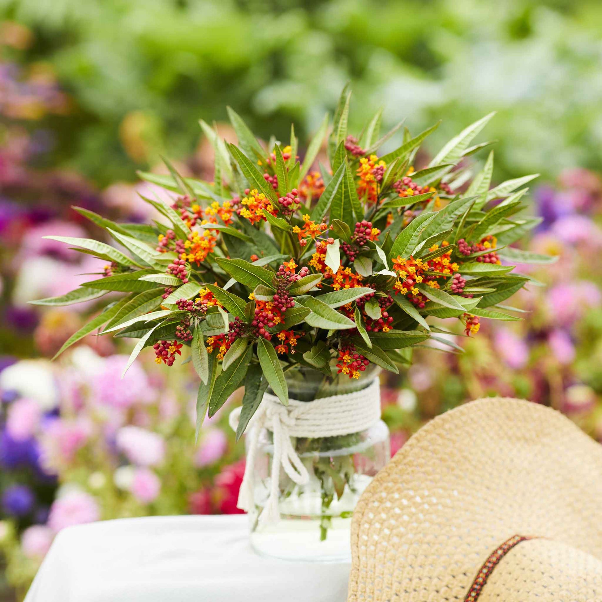 planting butterfly weed seeds Bulk Butterfly Milkweed Seeds