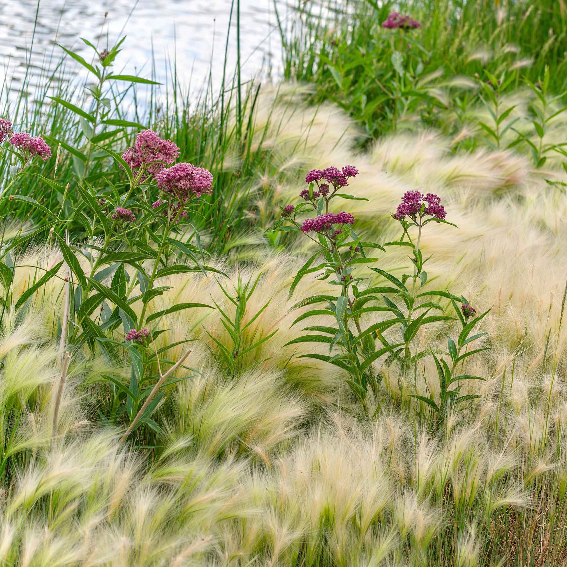 milkweed seed planting depth Bulk Swamp Milkweed Seeds