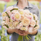 aster apollonia chamois