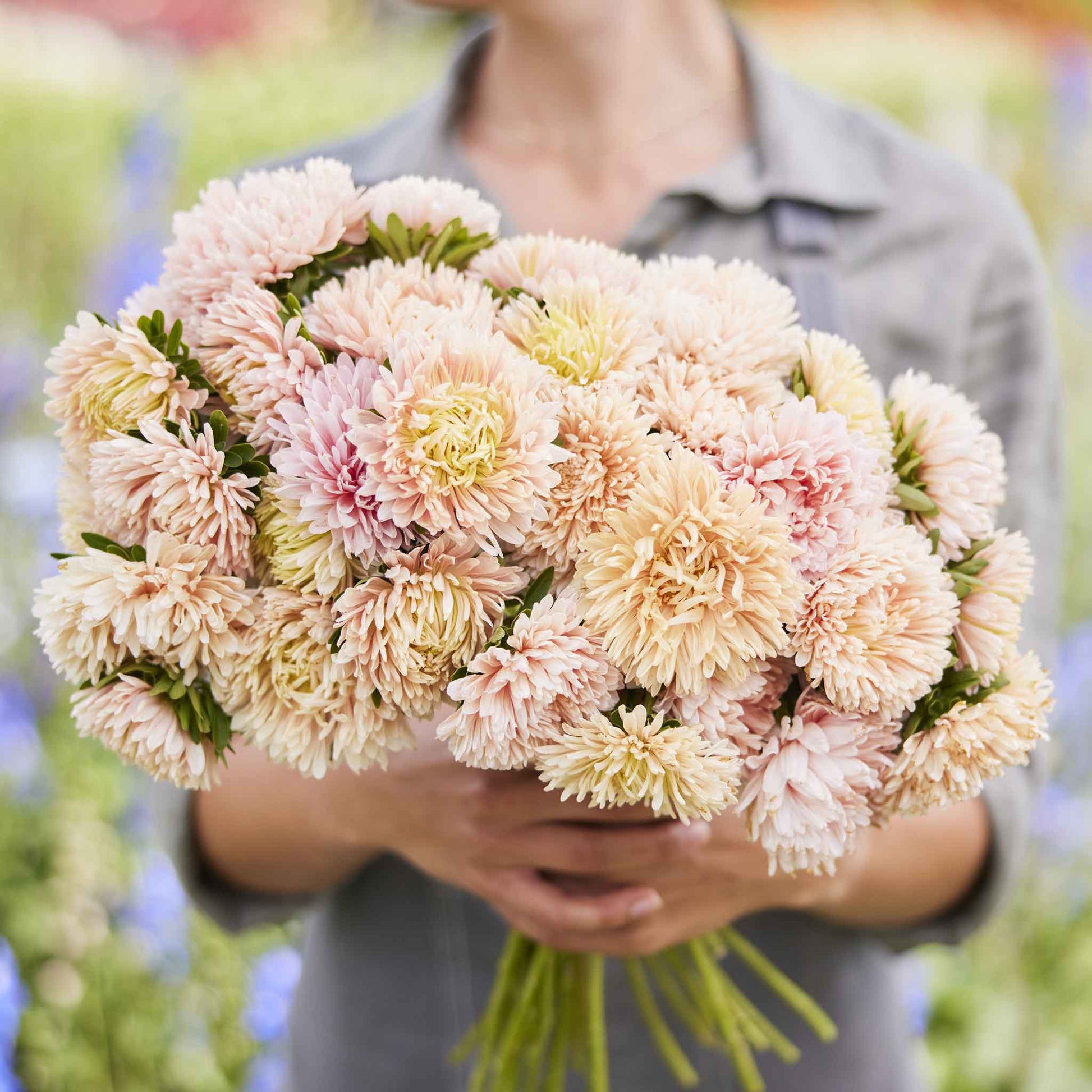 aster flower seeds Bulk China Aster Seeds - Apollinia Chamois